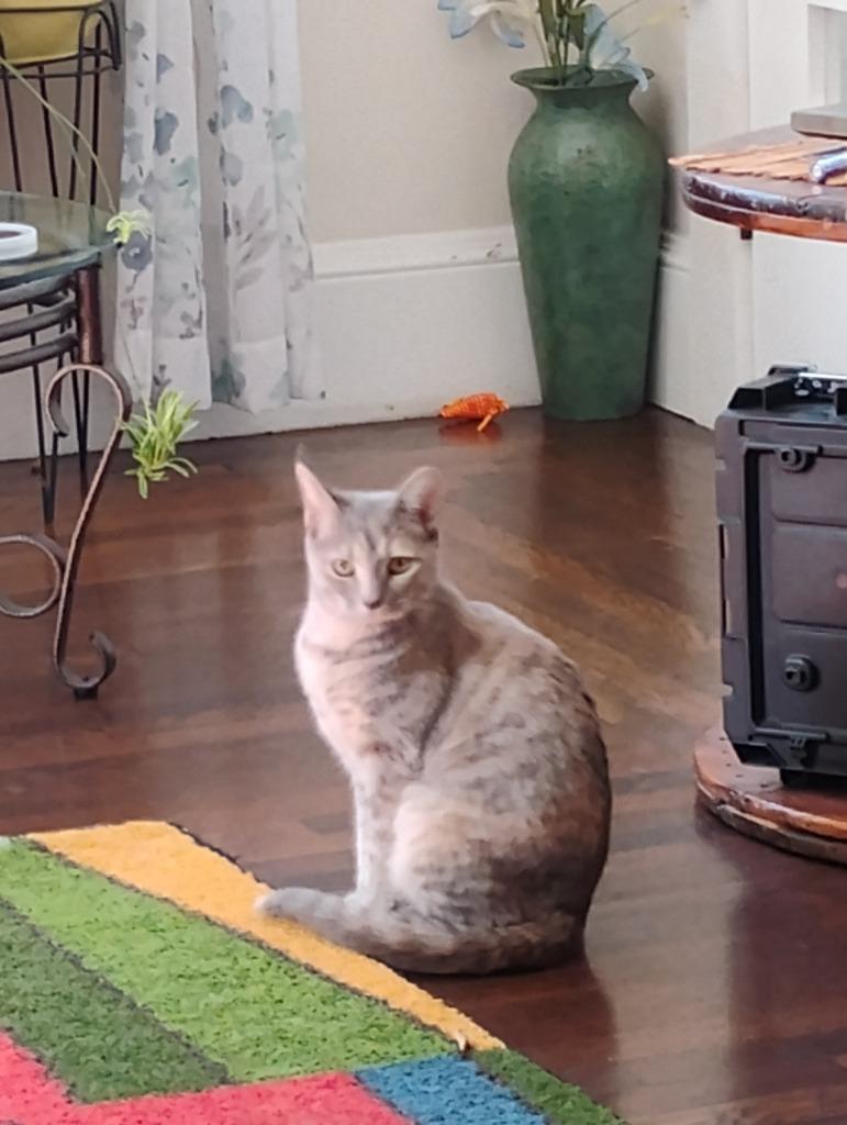 Enlarge Agnes, a Adoptable mixed breed in Pawtucket, RI image 5/6