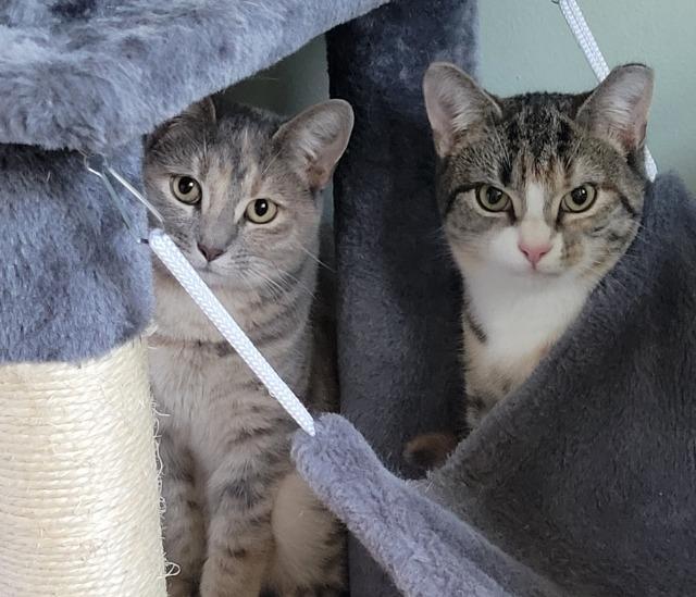 Enlarge Agnes, a Adoptable mixed breed in Pawtucket, RI image 6/6