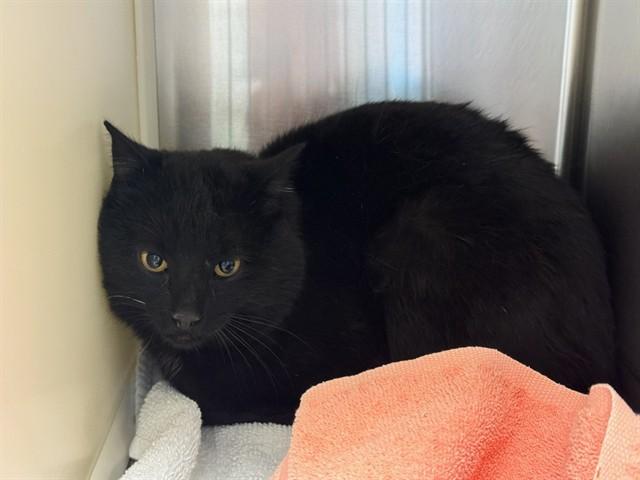 Enlarge BARN GLEZ, a Adoptable Domestic Short Hair in Colorado Springs, CO image 1/1