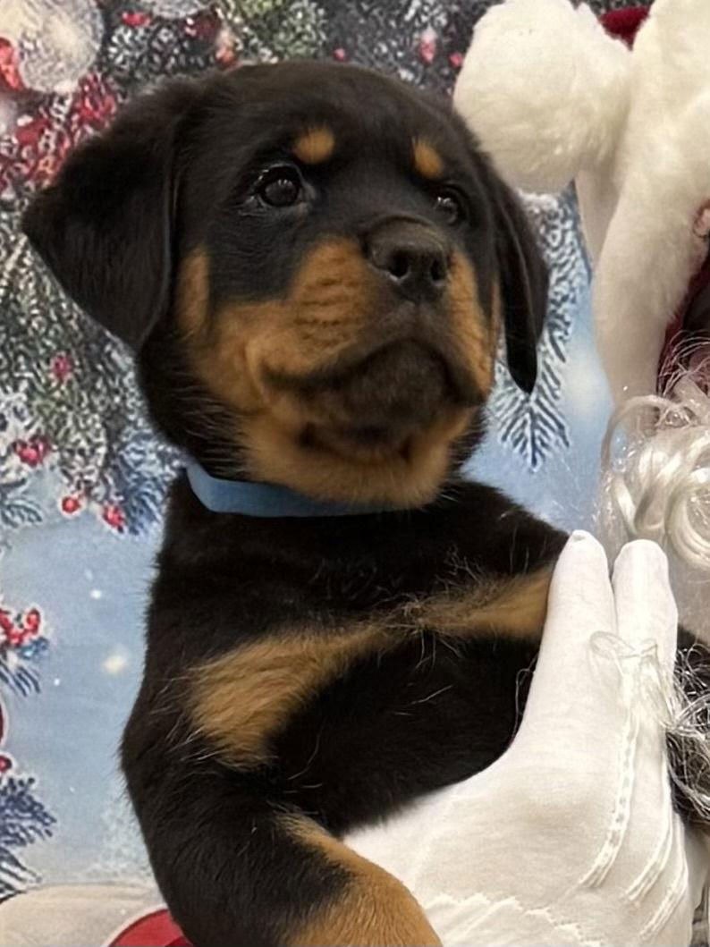 Baci, Adopted, Puppy Male Rottweiler.