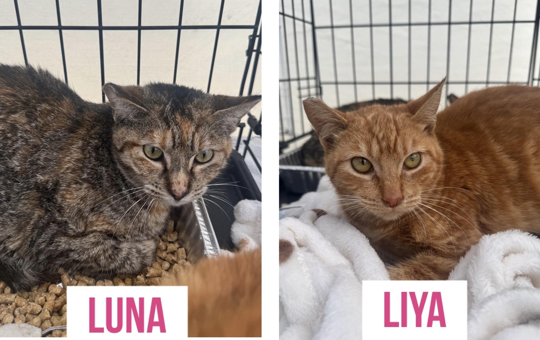 Luna(tortie)liya(orange tabby)