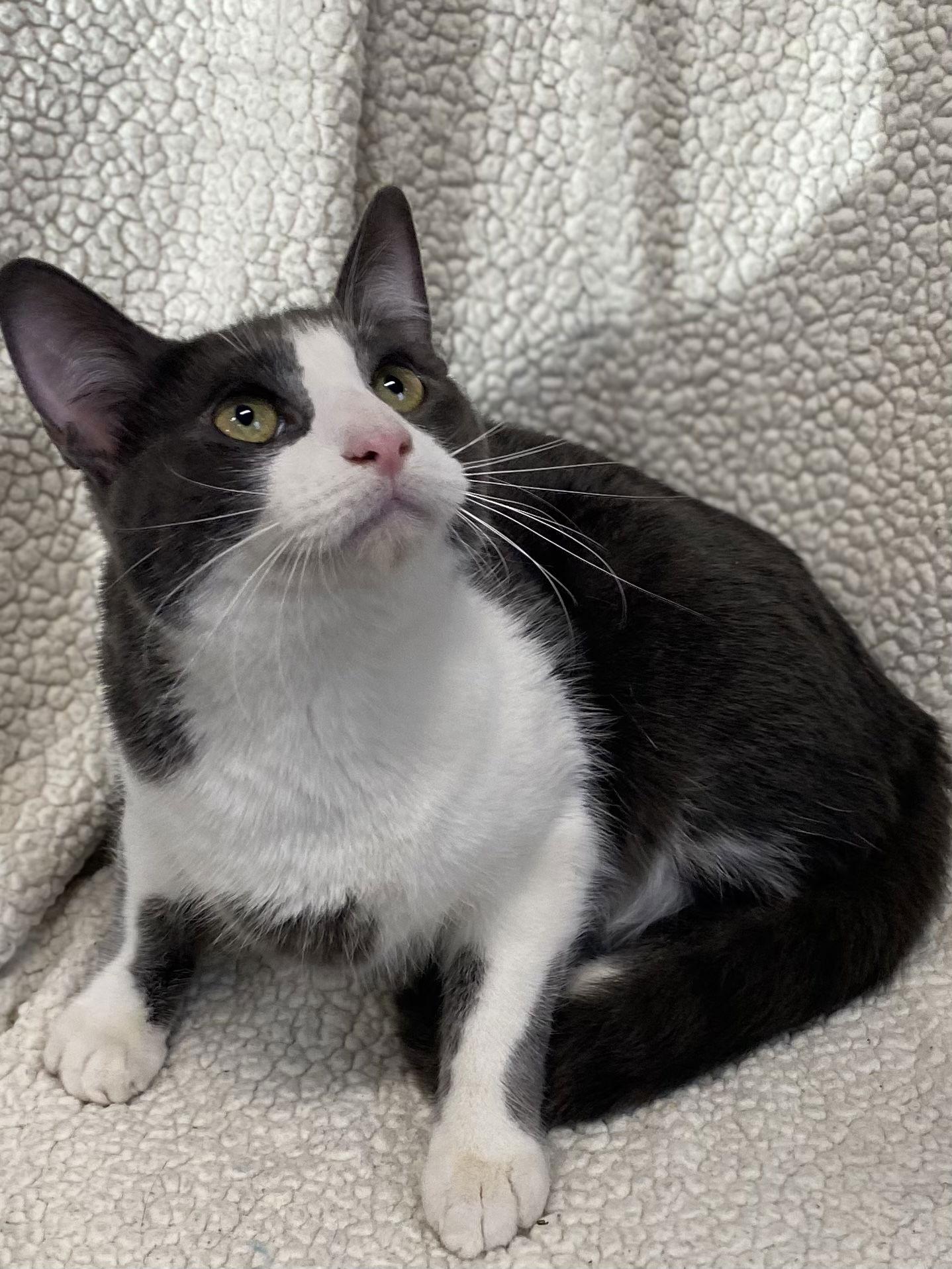 TREVOR and SIMON, Adoptable, Young Male Domestic Short Hair.
