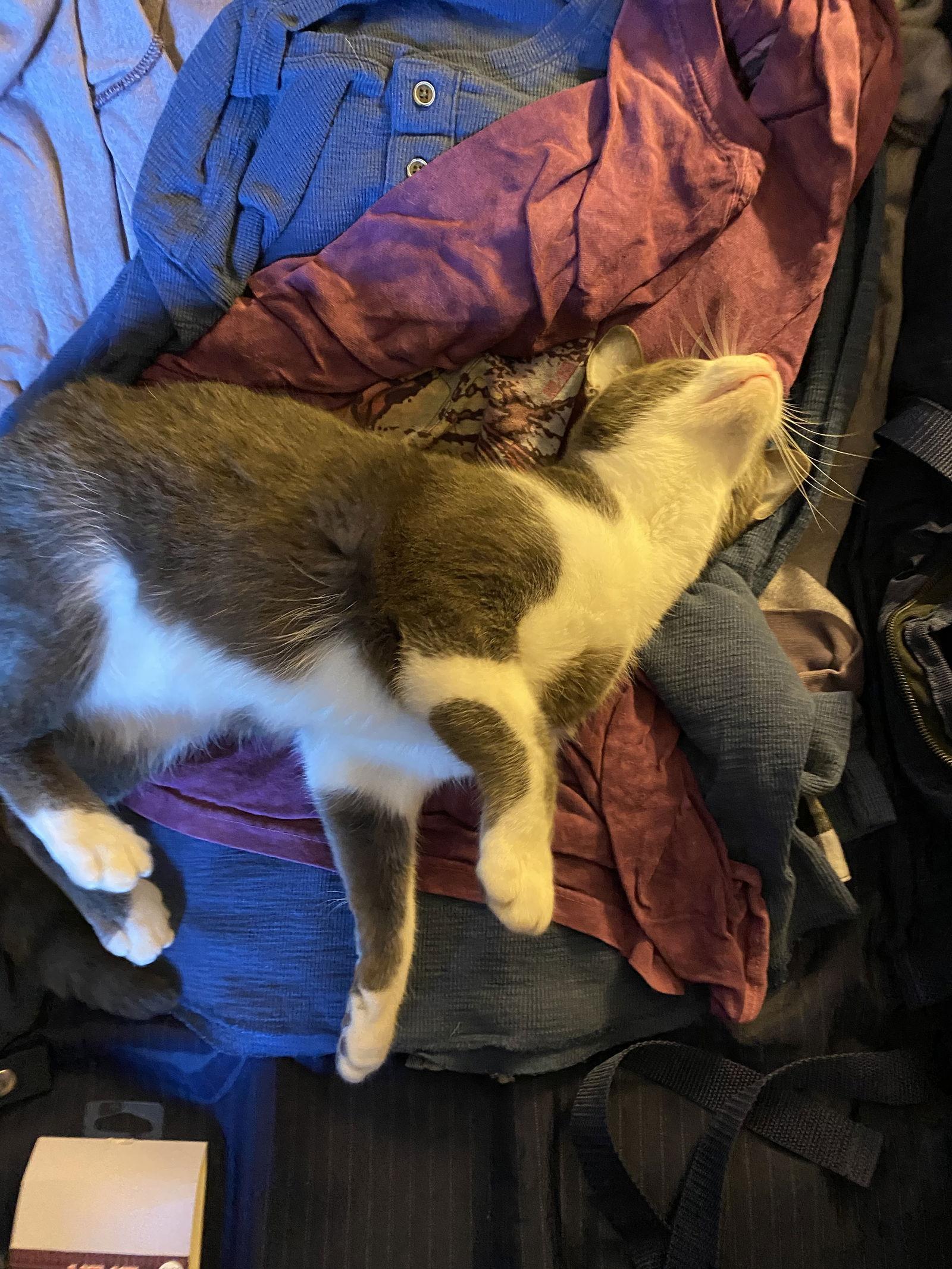 Enlarge TREVOR and SIMON, a Adoptable Domestic Short Hair in Walnut Creek, CA image 2/3