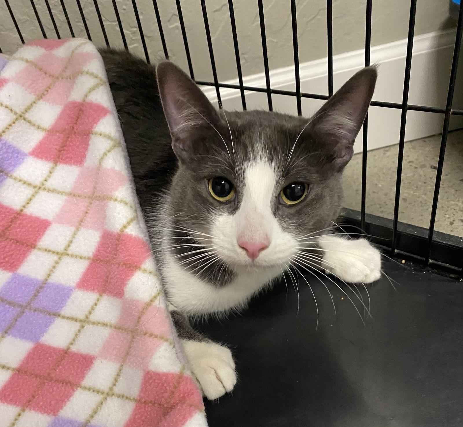 Enlarge TREVOR and SIMON, a Adoptable Domestic Short Hair in Walnut Creek, CA image 3/3