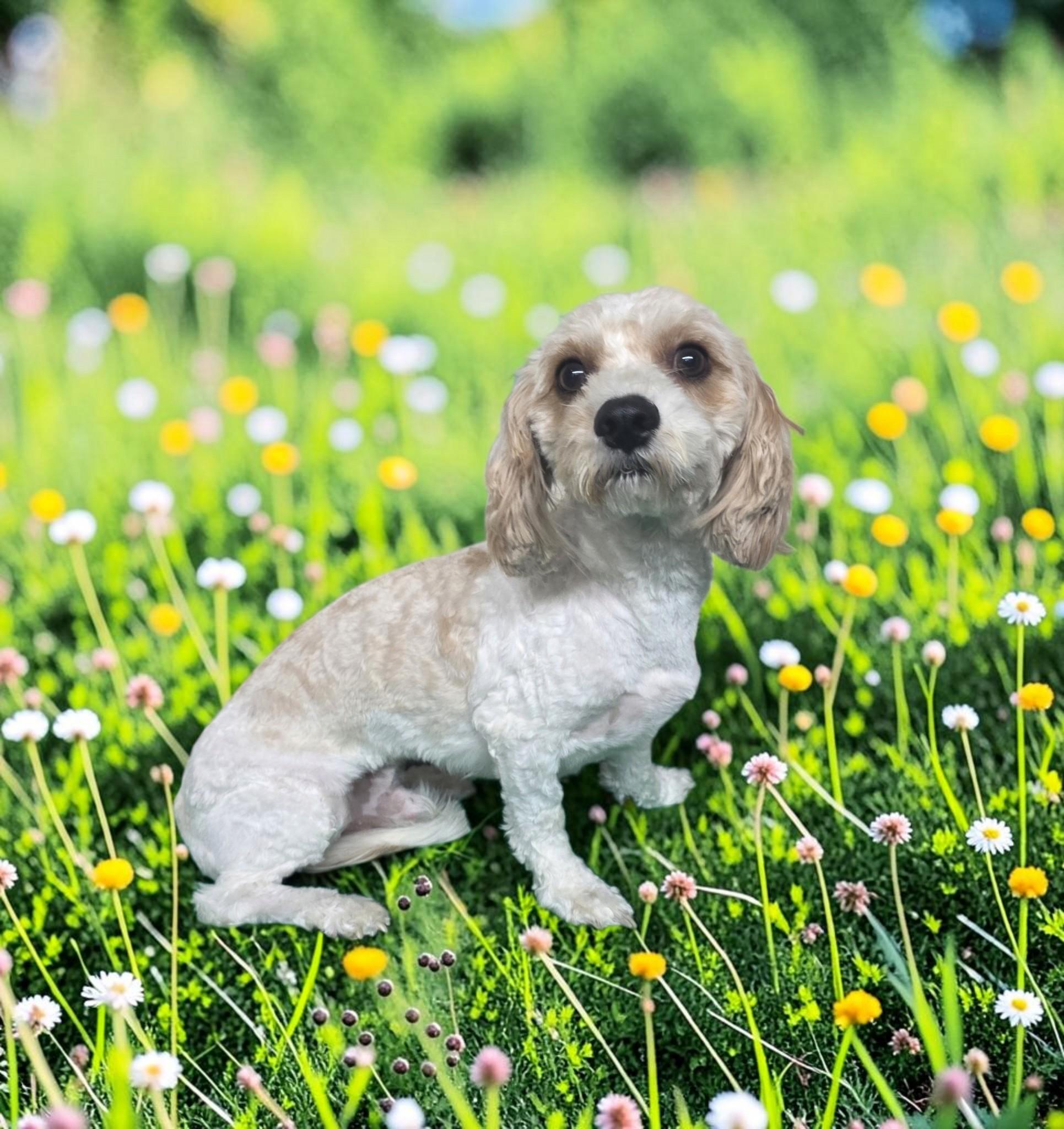 Chino, Adoptable, Adult Male Cockapoo.