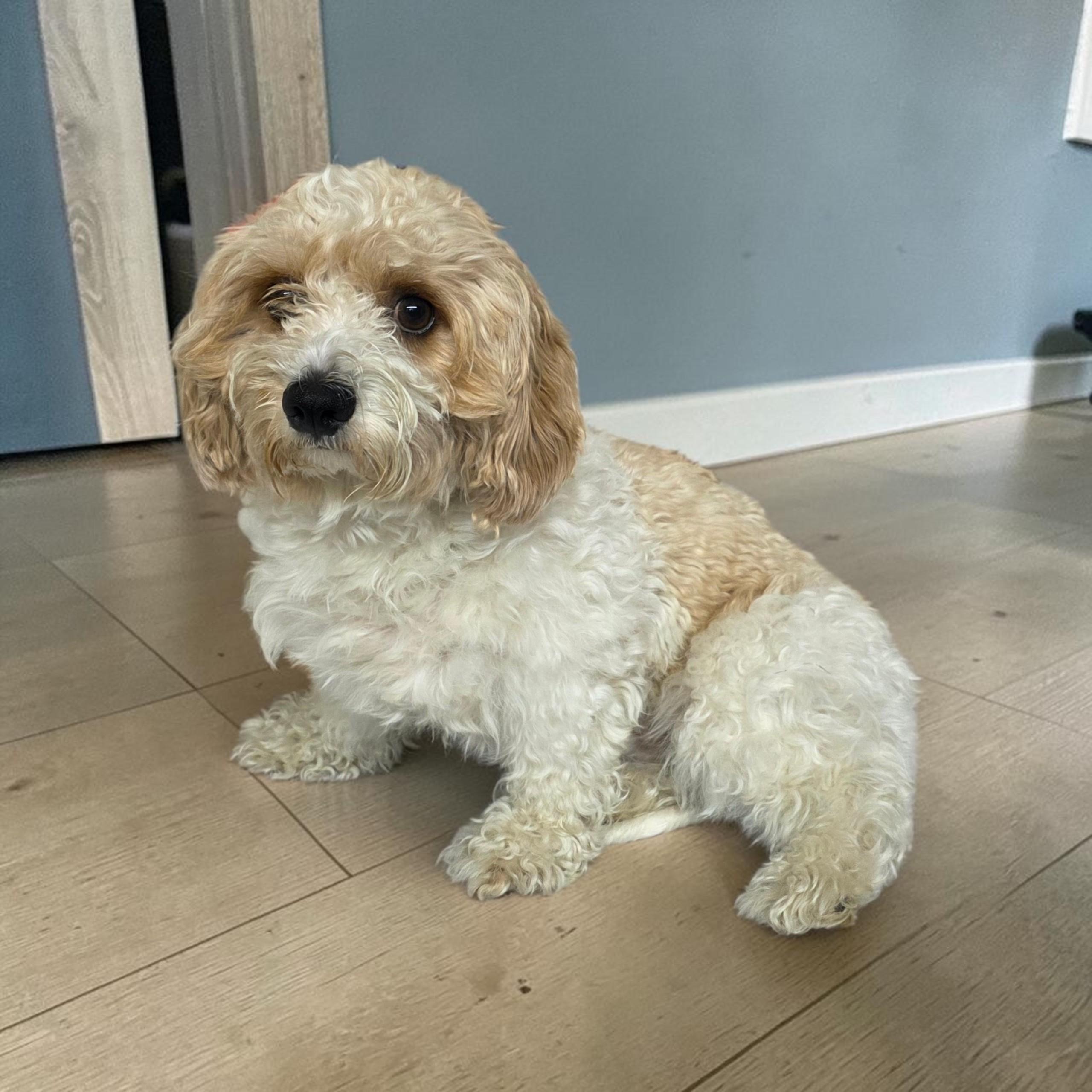 Enlarge Chino, a Adoptable Cockapoo in Dallas, GA image 3/3