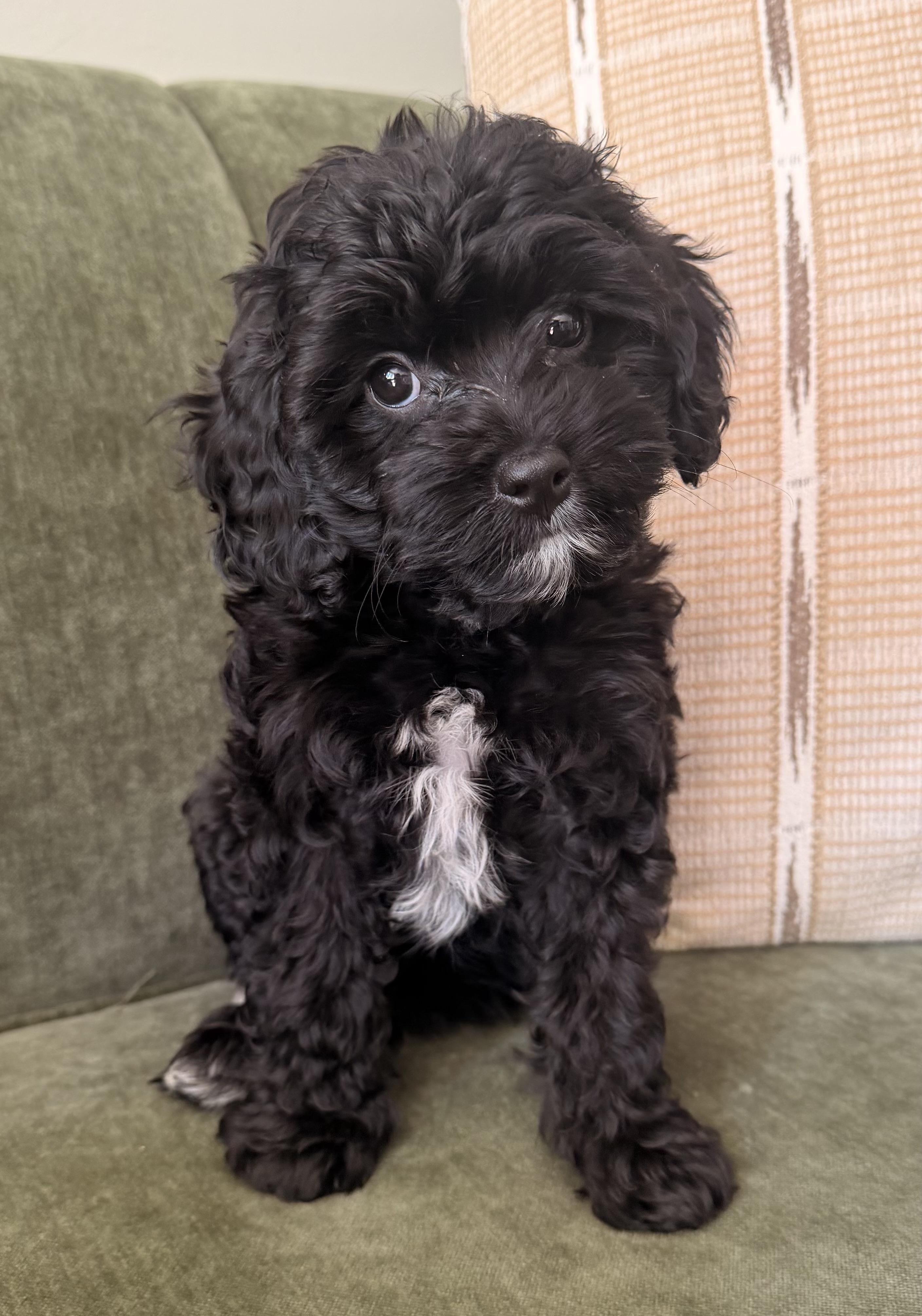 Clover, Adopted, Puppy Female Cavalier King Charles Spaniel & Poodle.