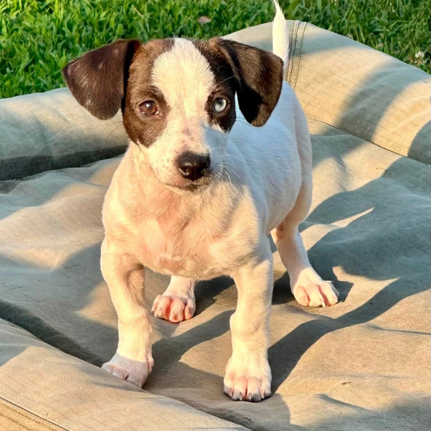 Bay, ADOPTABLE, Puppy Female Jack Russell Terrier & Beagle.