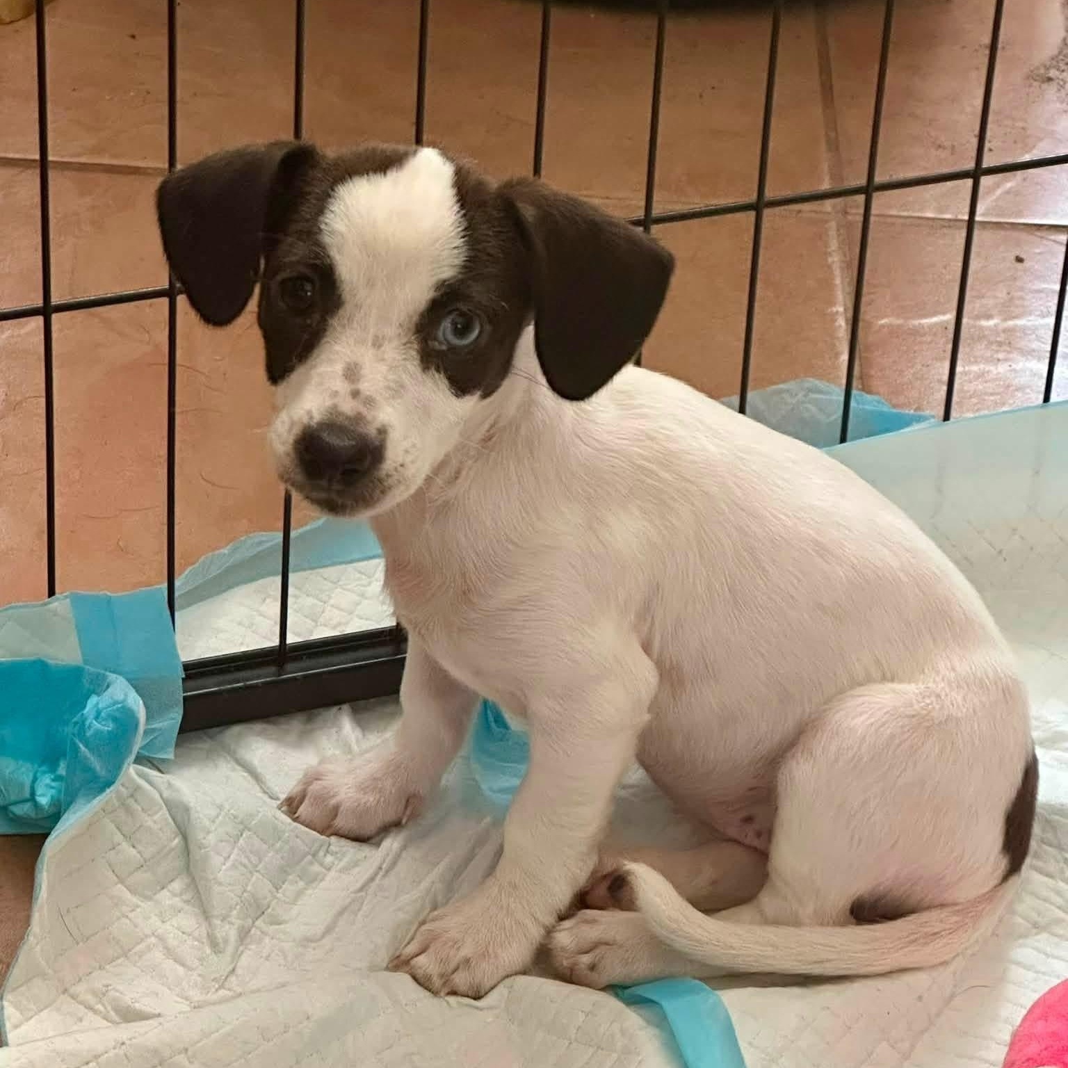Enlarge Bay, a ADOPTABLE mixed breed in Collingswood, NJ image 3/3
