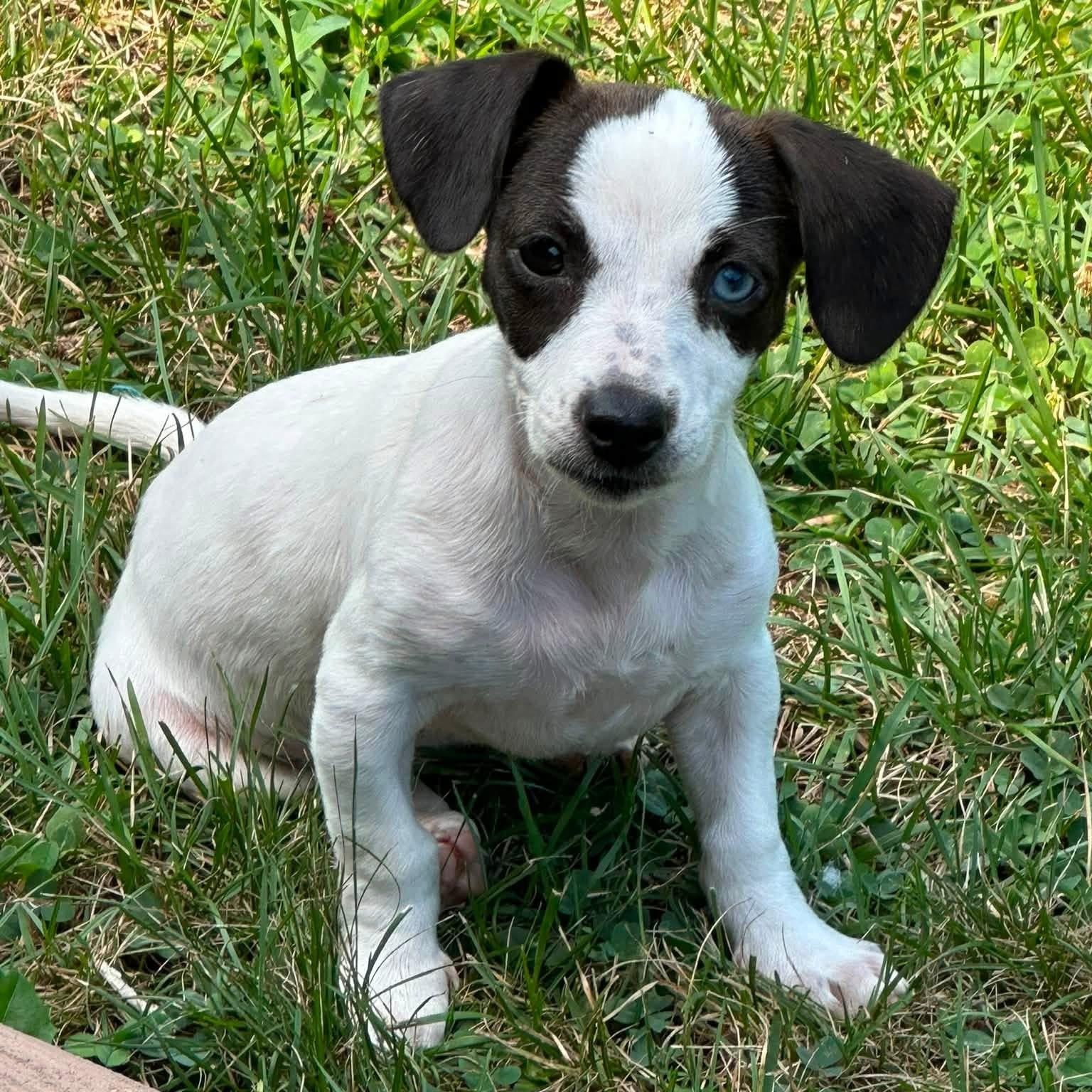 Enlarge Bay, a ADOPTABLE mixed breed in Collingswood, NJ image 2/3