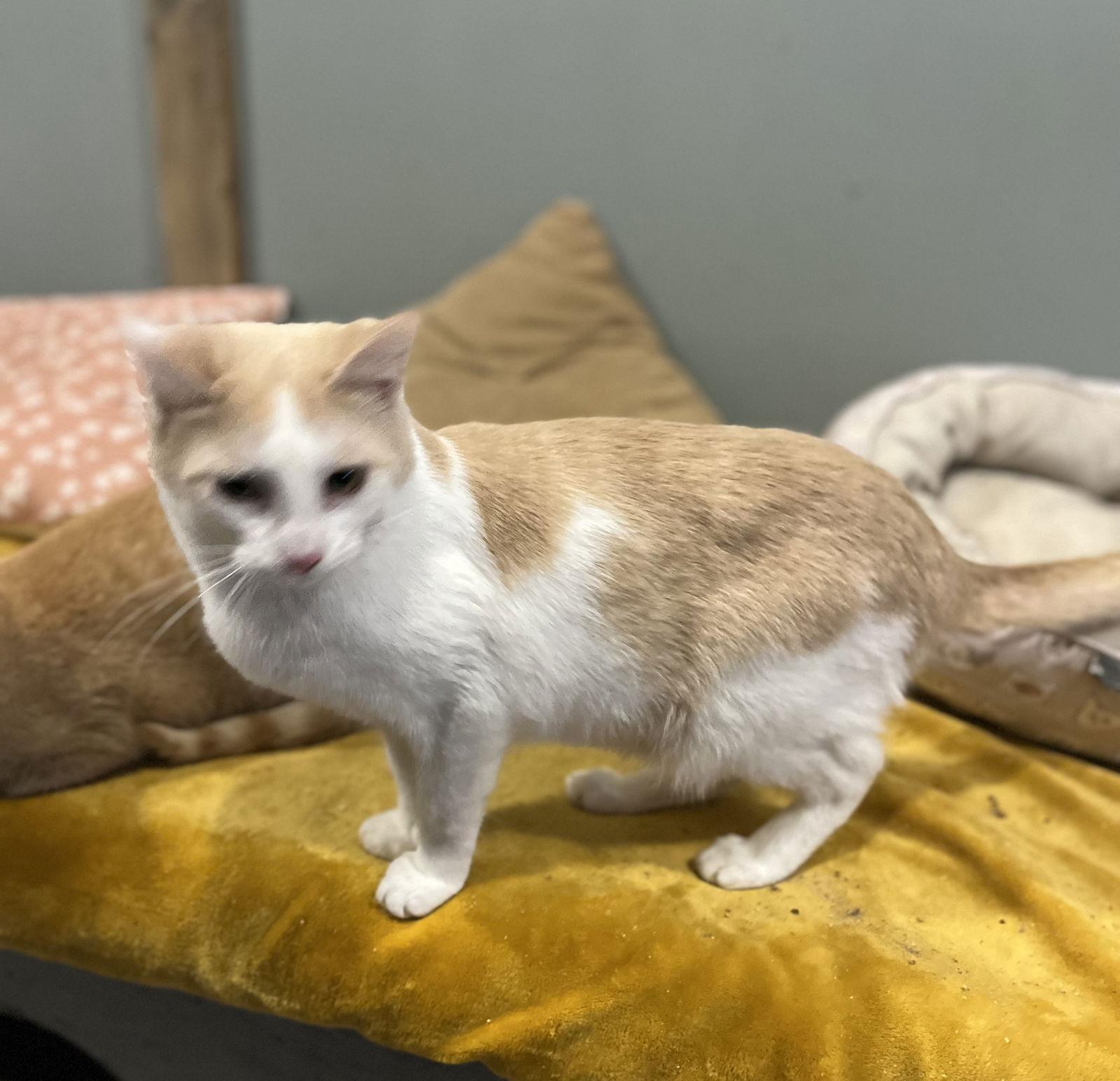 Thackeray Binx, Adoptable, Kitten Male Domestic Short Hair.