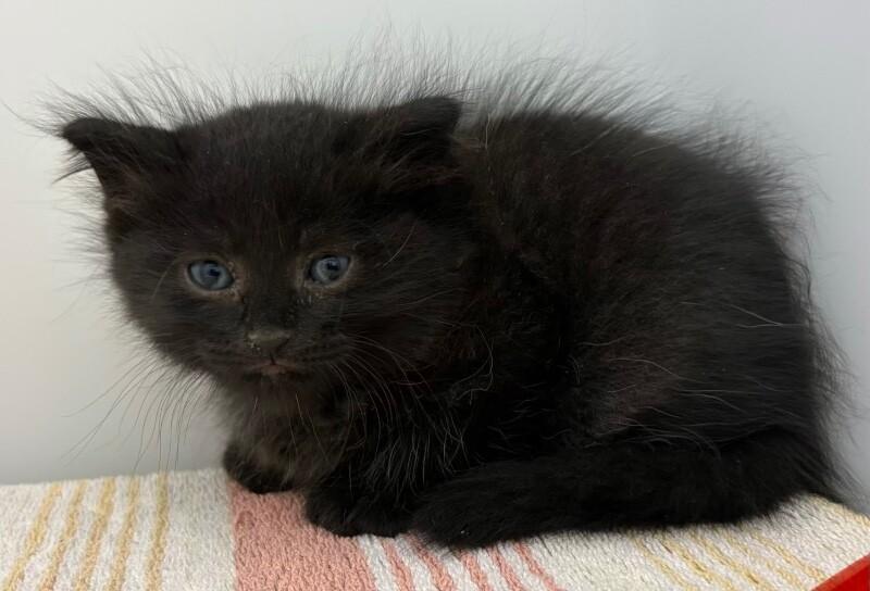 Enlarge Fun Dip, a Adoptable Domestic Long Hair in Katy, TX image 1/1