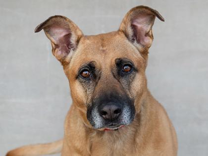 Enlarge Delilah, a Adoptable mixed breed in Longmont, CO image 1/2