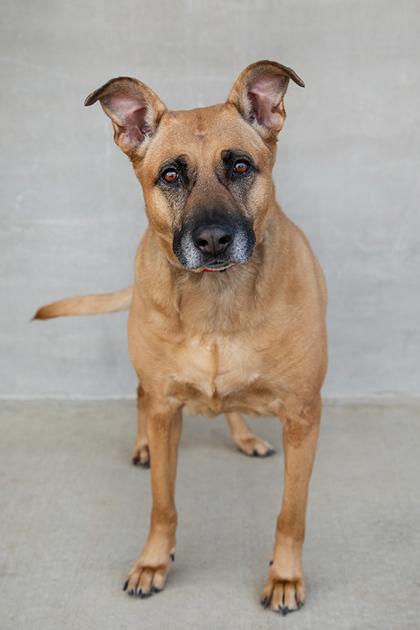 Enlarge Delilah, a Adoptable mixed breed in Longmont, CO image 2/2
