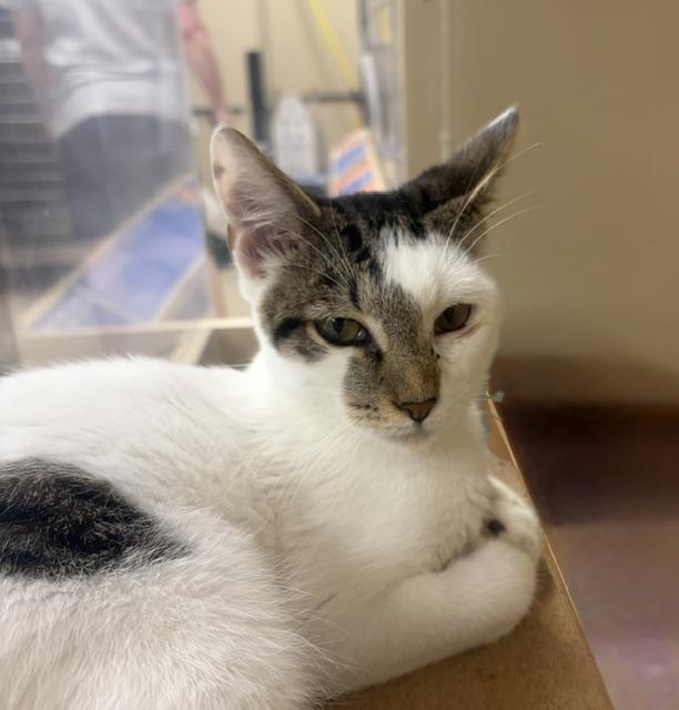 Enlarge LANCELOT 7340, a Adoptable Tabby in Bethesda, MD image 2/3