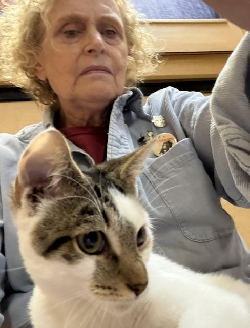Enlarge LANCELOT 7340, a Adoptable Tabby in Bethesda, MD image 3/3