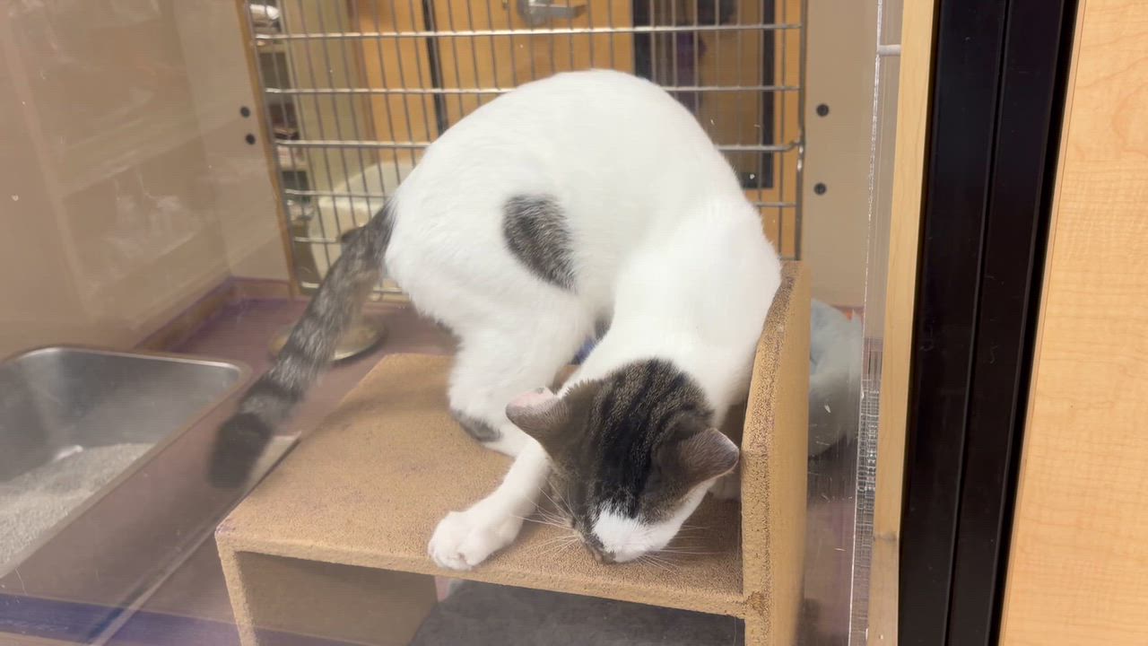 Enlarge LANCELOT 7340, a Adoptable Tabby in Bethesda, MD video 1/3