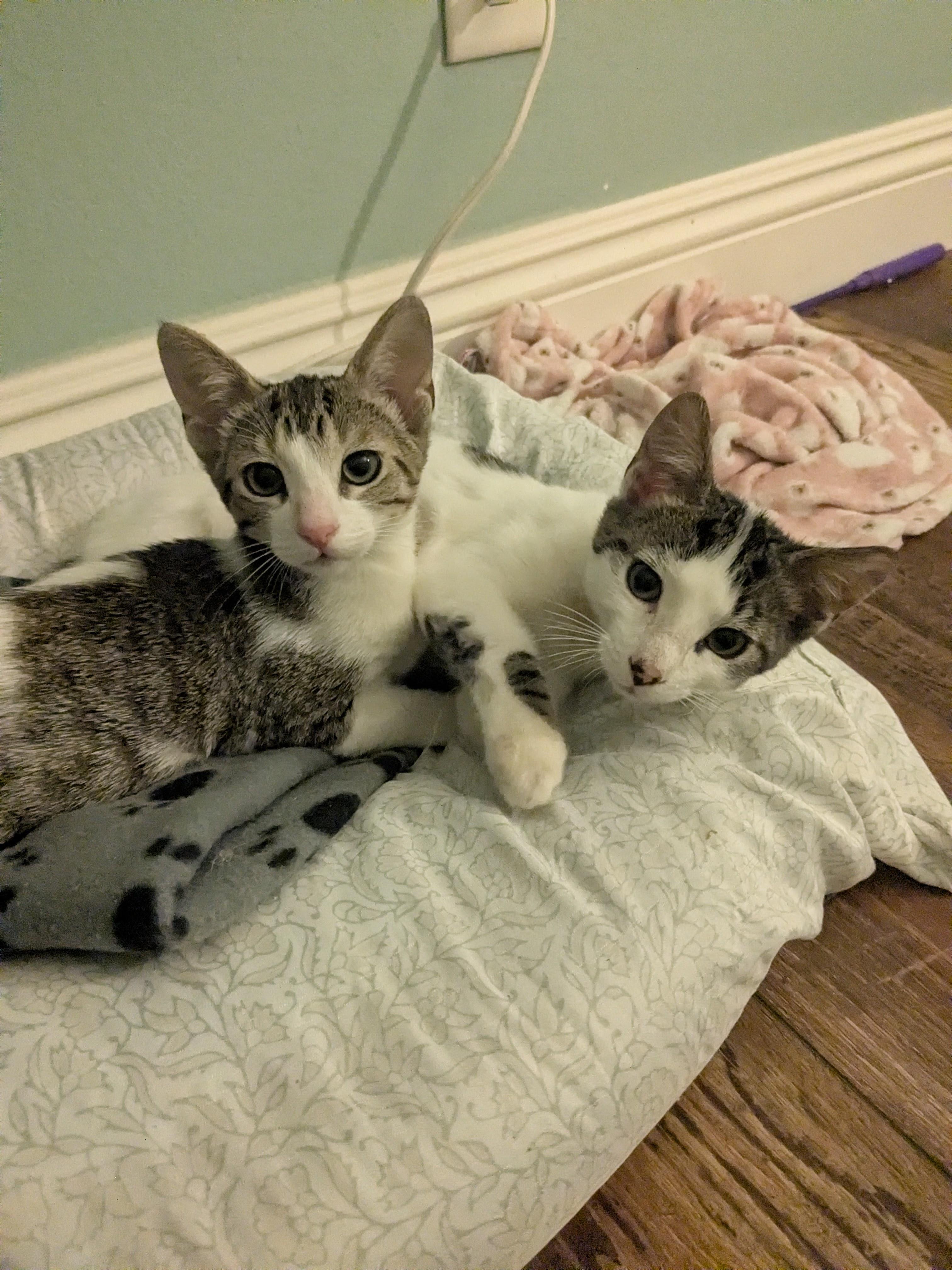 Enlarge Willow, an adopted mixed breed in San Juan Capistrano, CA image 4/6
