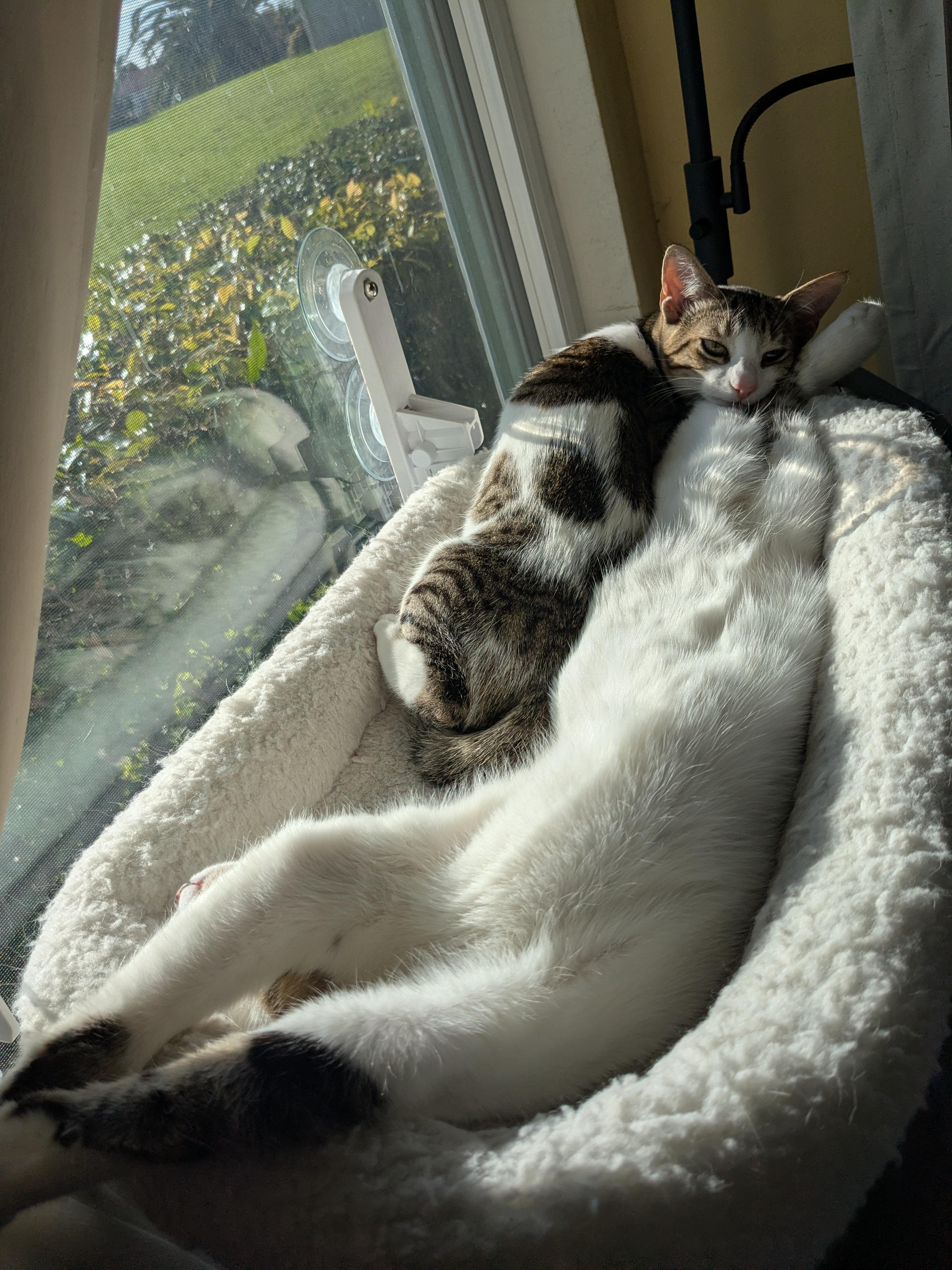 Enlarge Willow, an adopted mixed breed in San Juan Capistrano, CA image 6/6