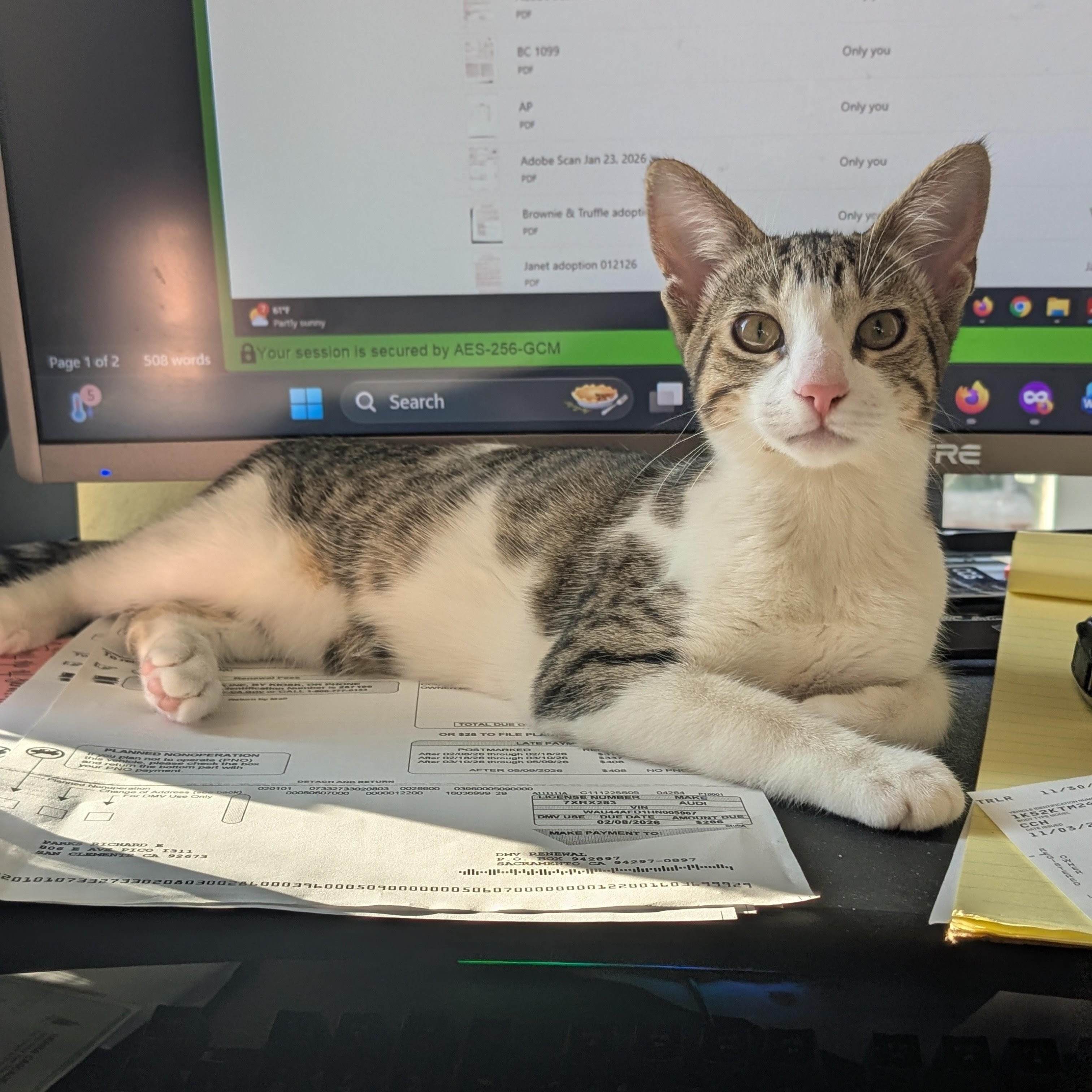 Enlarge Willow, an adopted mixed breed in San Juan Capistrano, CA image 2/6