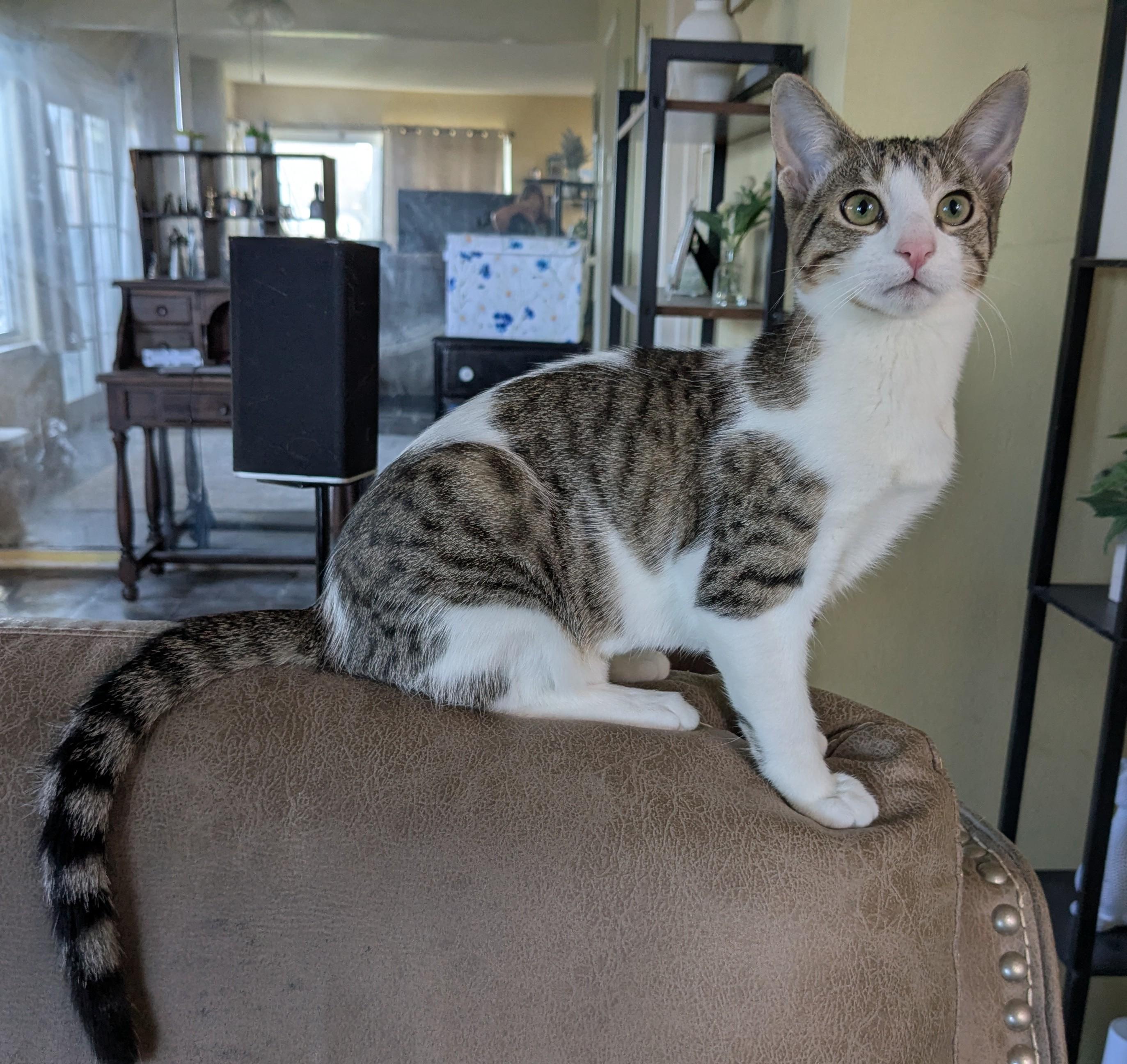 Enlarge Willow, an adopted mixed breed in San Juan Capistrano, CA image 1/6