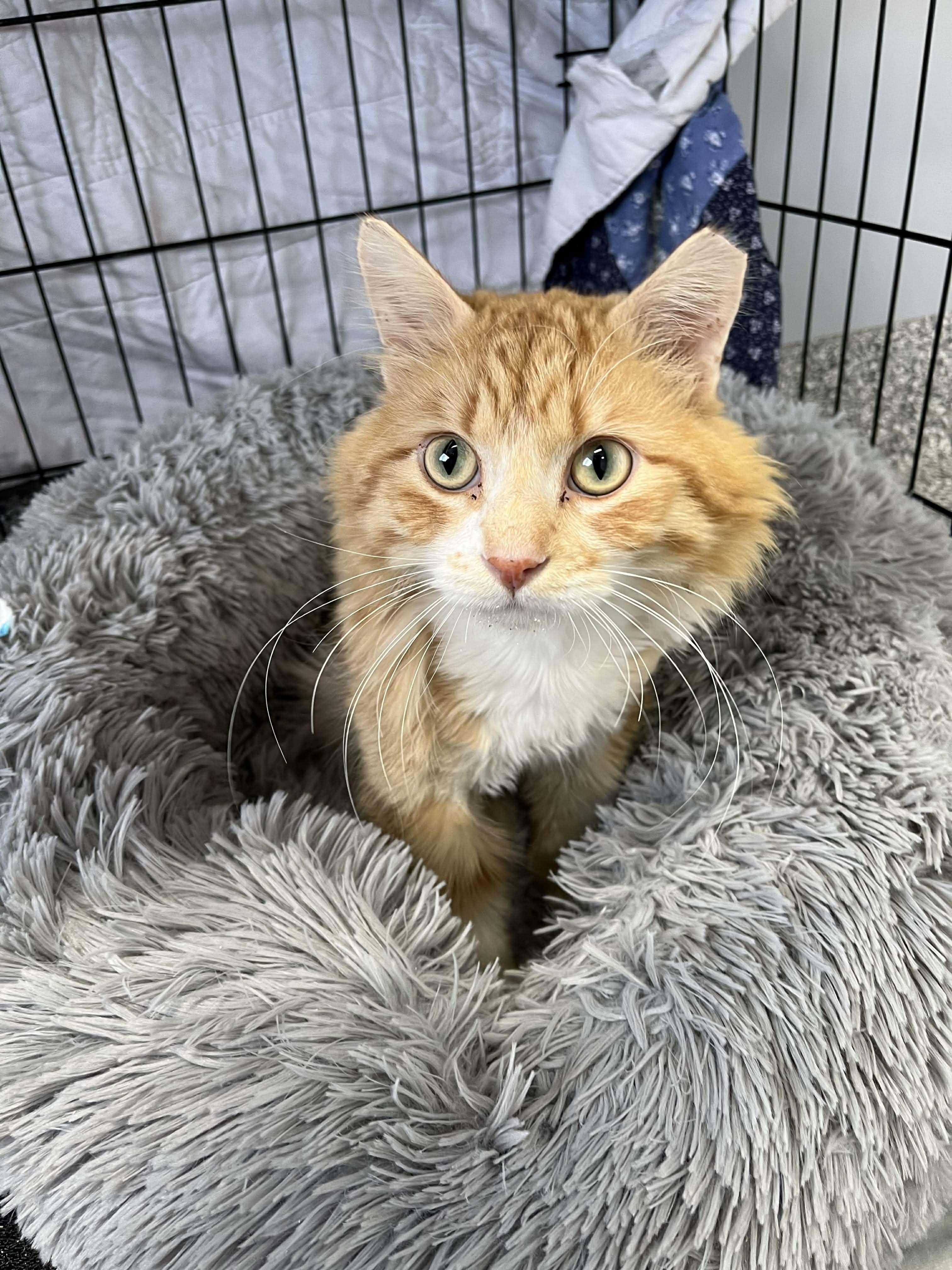 Enlarge Waldo, a ADOPTABLE Domestic Long Hair in Blaine, MN image 1/1
