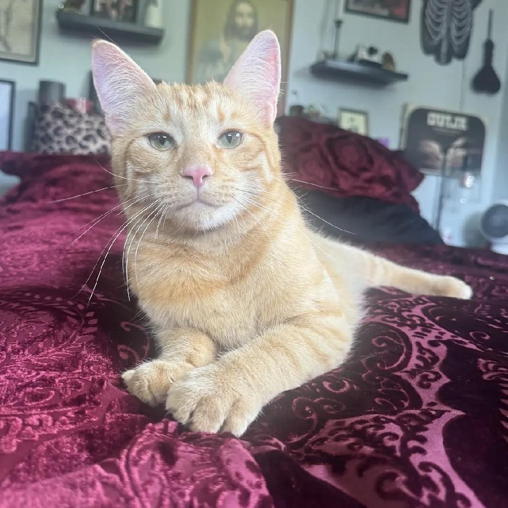 Ozzy & Archie (Bonded Pair), Adoptable, Young Male Domestic Short Hair & Manx.