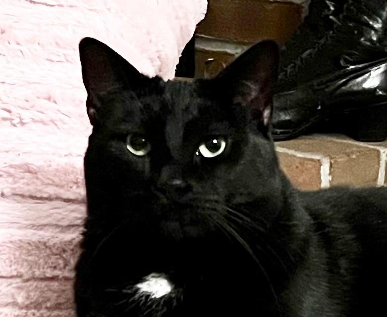 Lilly, ADOPTABLE, Adult Female Domestic Short Hair.