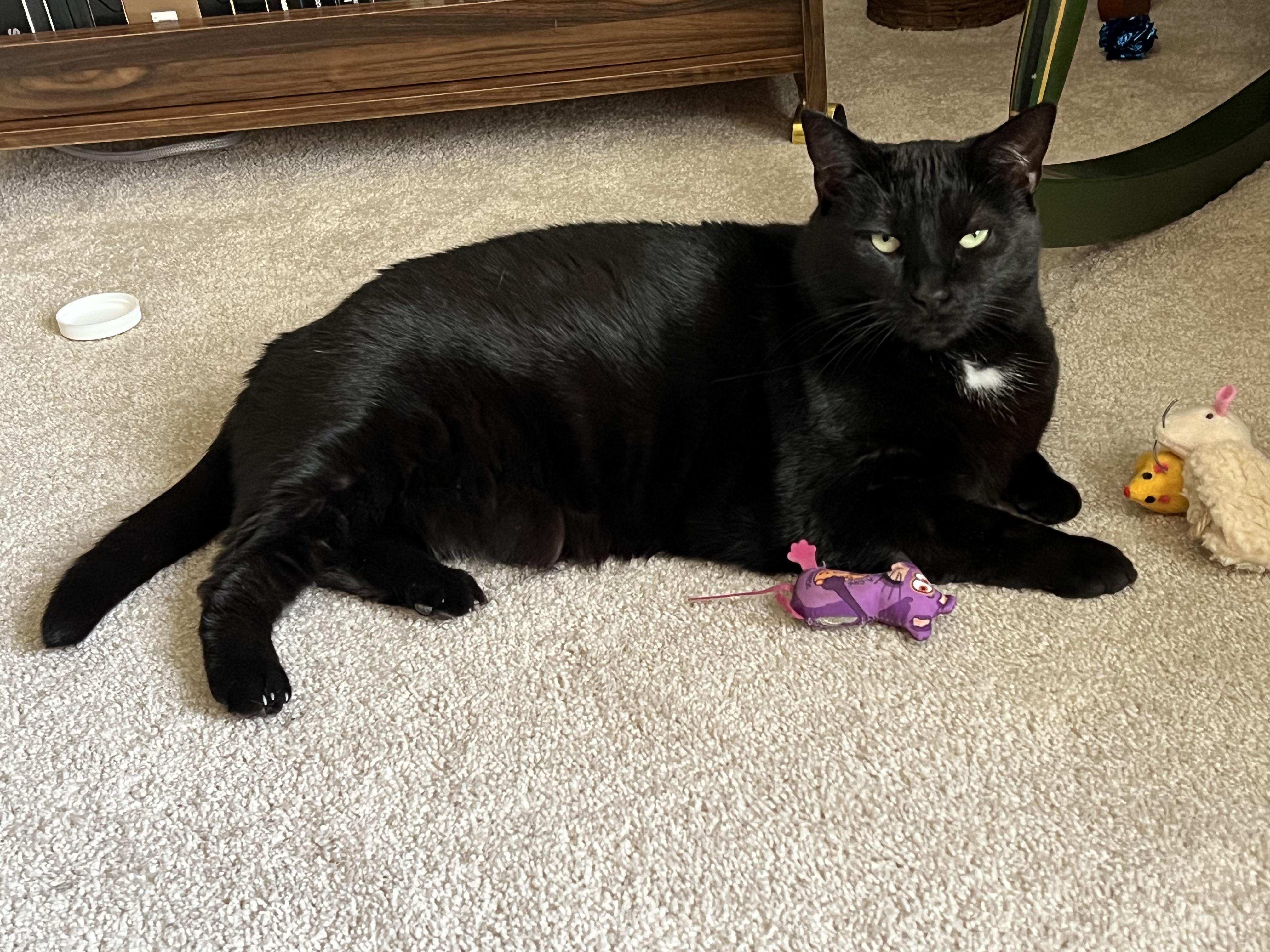 Lilly, a ADOPTABLE Domestic Short Hair in Pottsville, PA image 3/5