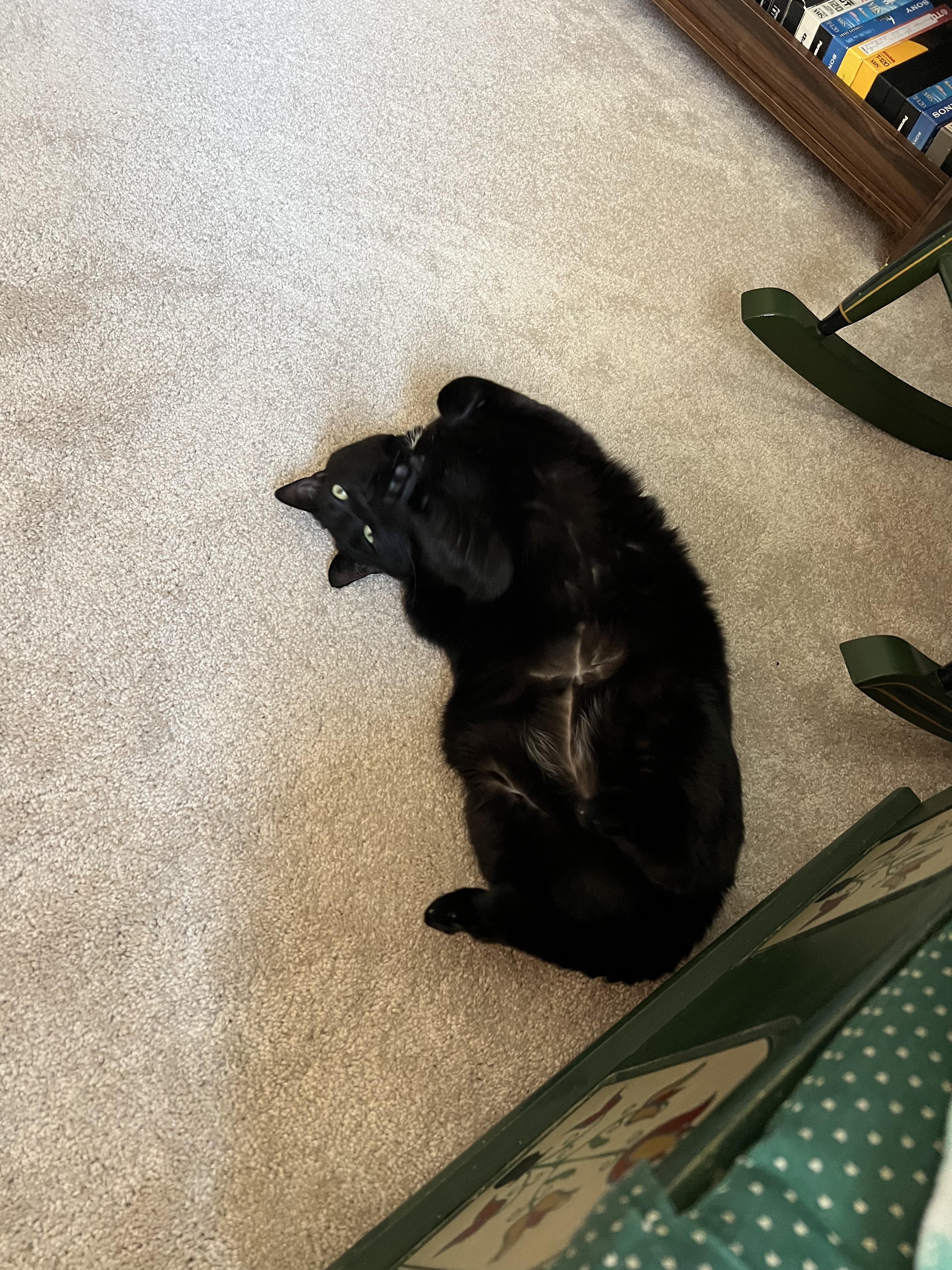 Lilly, a ADOPTABLE Domestic Short Hair in Pottsville, PA image 5/5