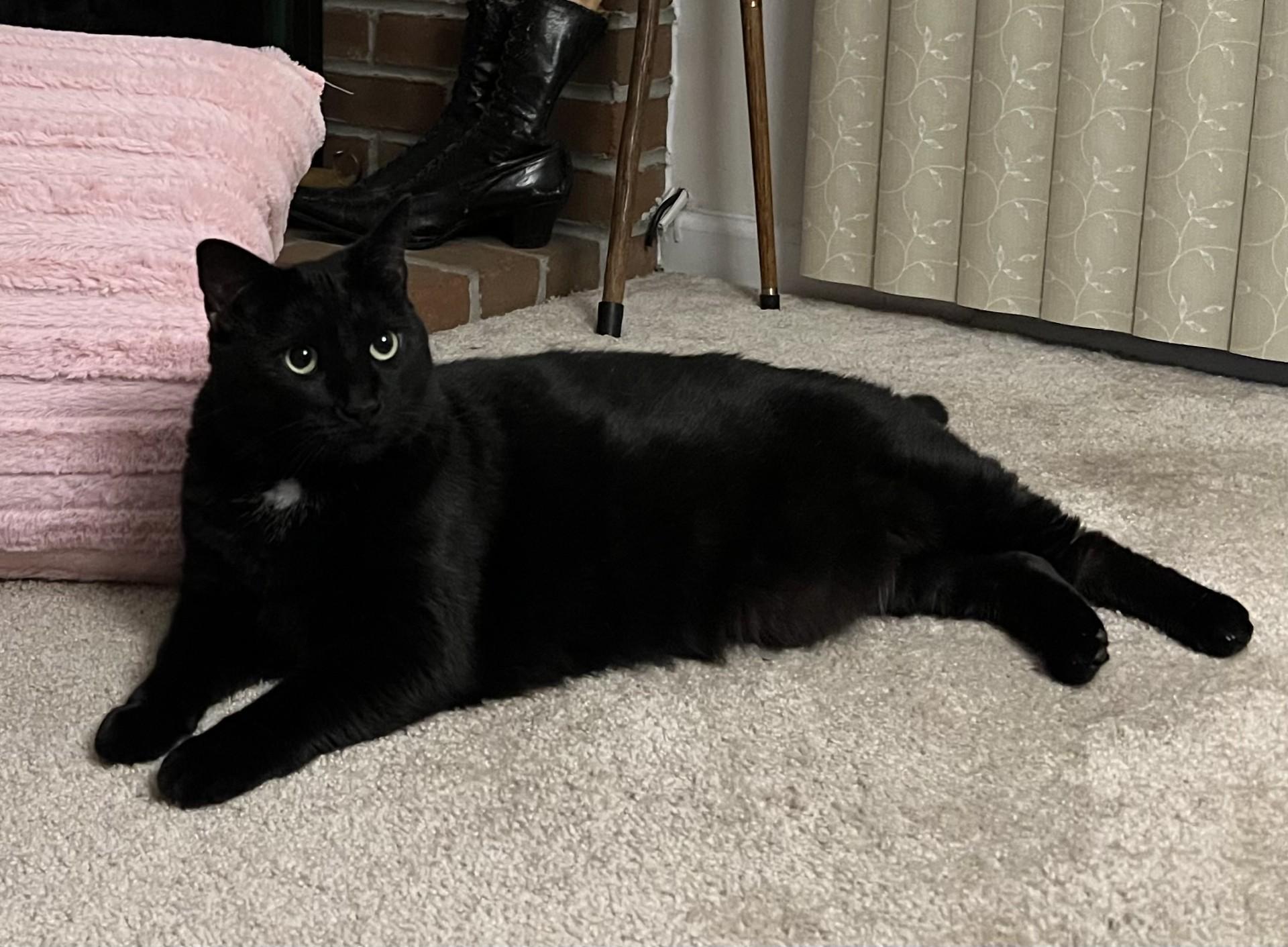 Lilly, a ADOPTABLE Domestic Short Hair in Pottsville, PA image 4/5
