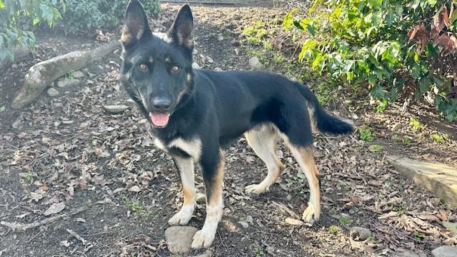 Enlarge Jace, a ADOPTABLE German Shepherd Dog in Phoenix, OR image 2/3