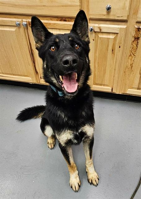 Jace, ADOPTABLE, Adult Male German Shepherd Dog.