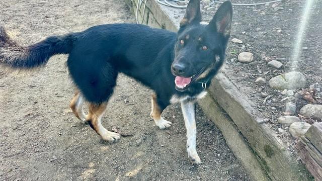 Enlarge Jace, a ADOPTABLE German Shepherd Dog in Phoenix, OR image 3/3