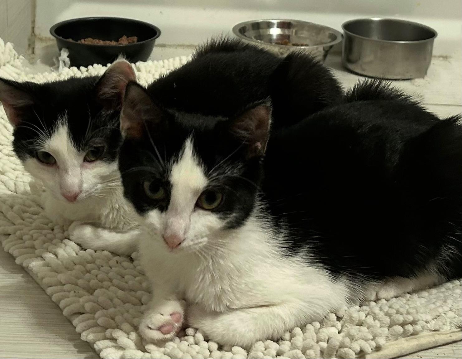 Enlarge Bandit, an adoptable Domestic Short Hair in Bayonne, NJ image 6/6