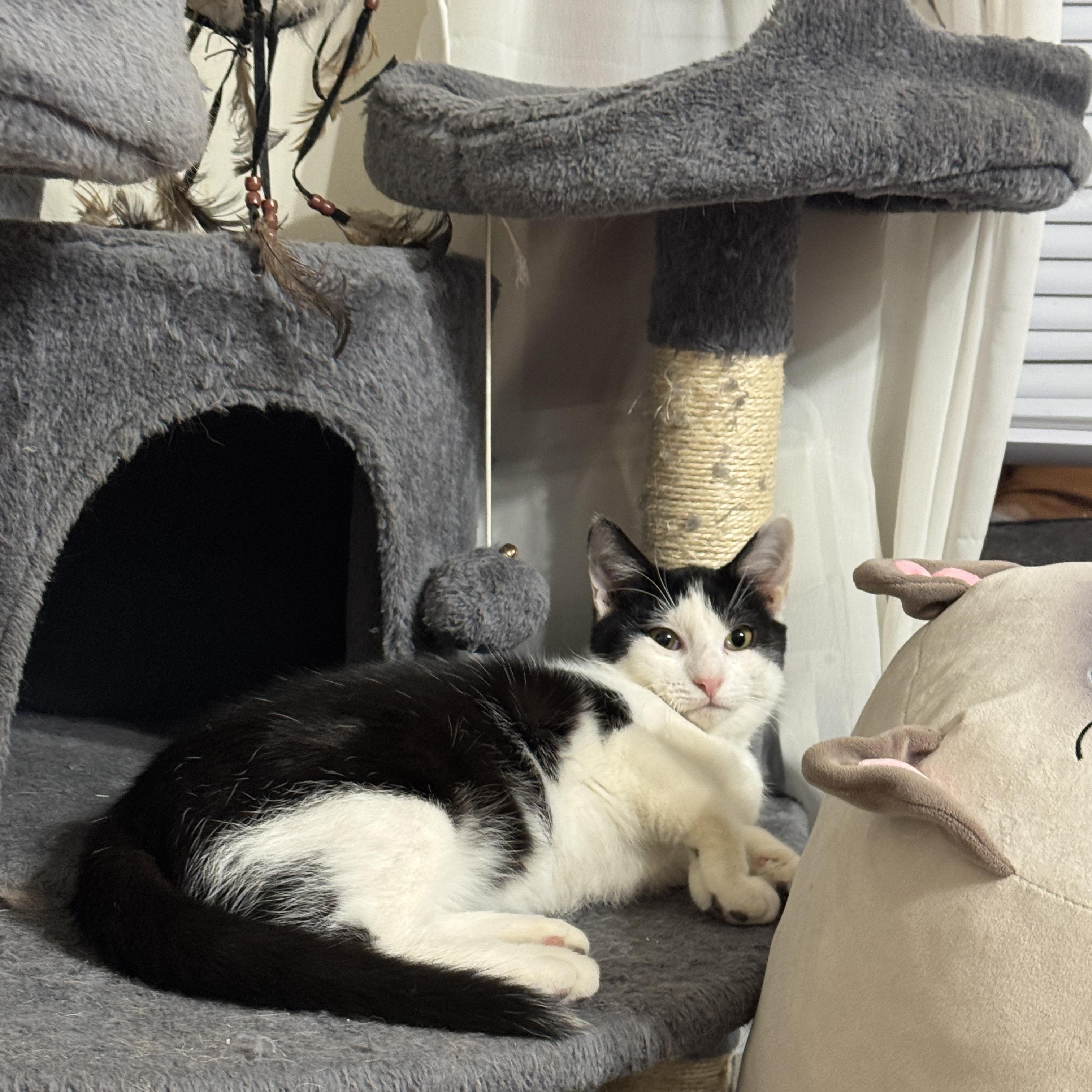 Enlarge Bandit, an adoptable Domestic Short Hair in Bayonne, NJ image 2/6