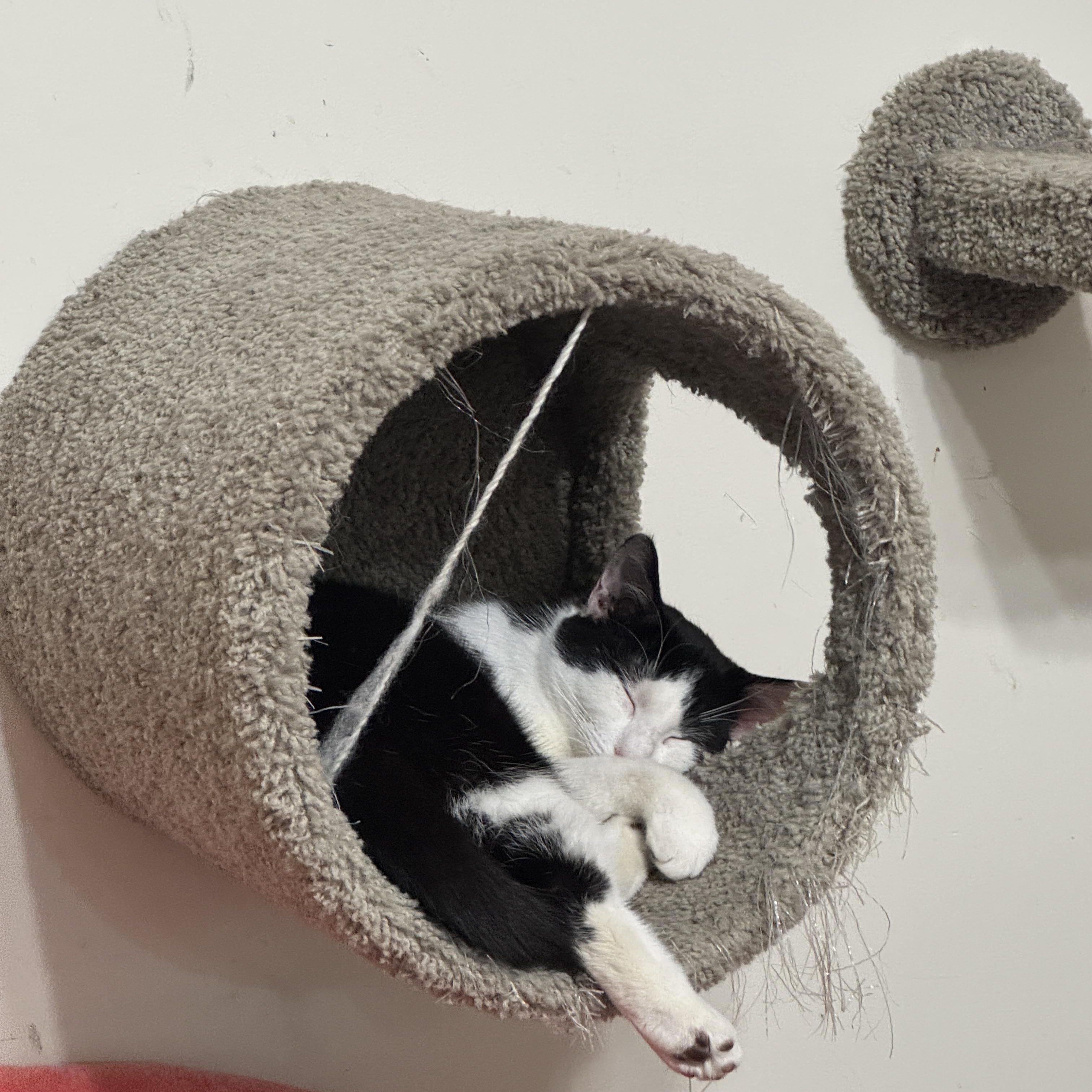 Enlarge Bandit, an adoptable Domestic Short Hair in Bayonne, NJ image 5/6