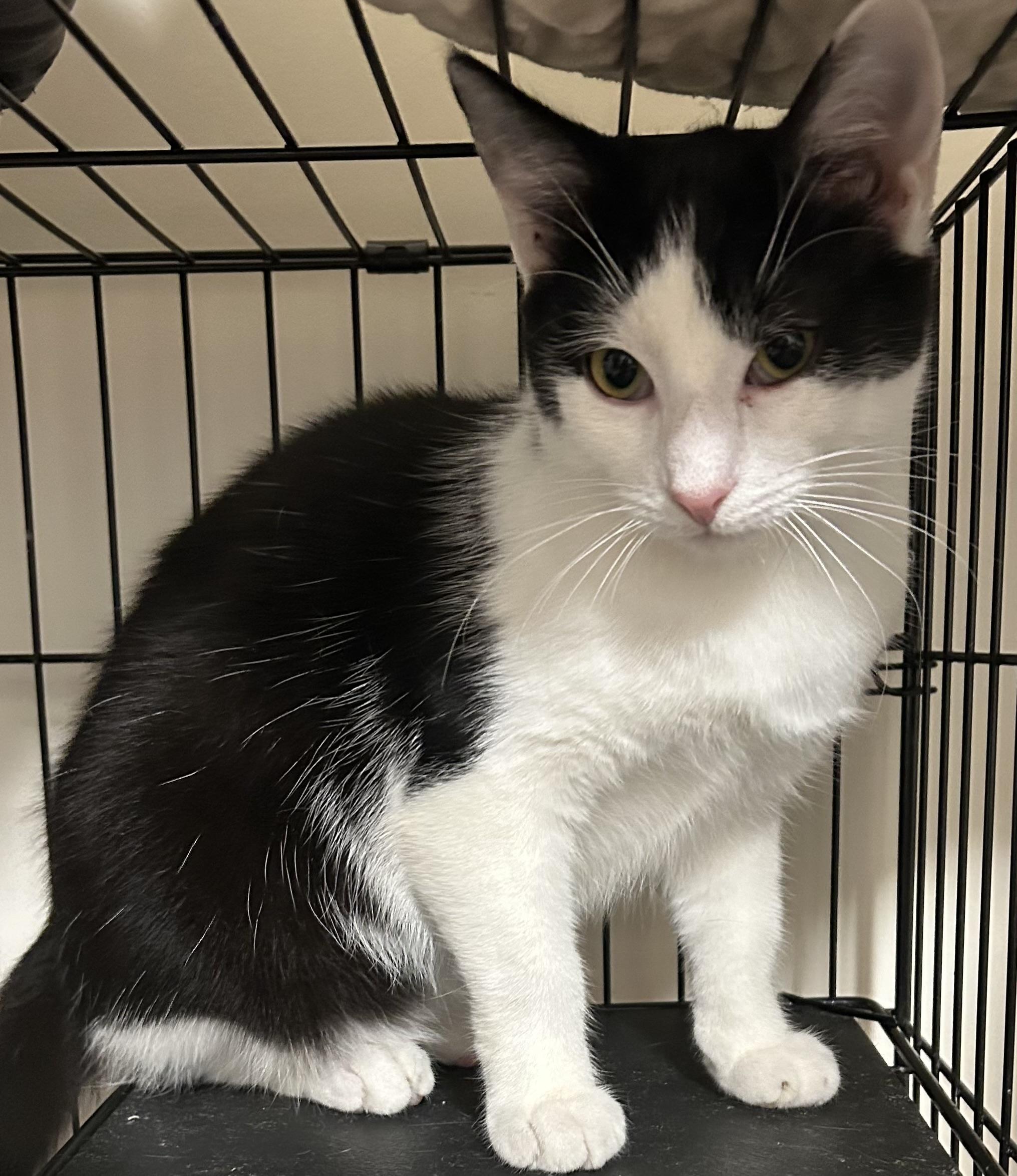 Enlarge Bandit, an adoptable Domestic Short Hair in Bayonne, NJ image 4/6