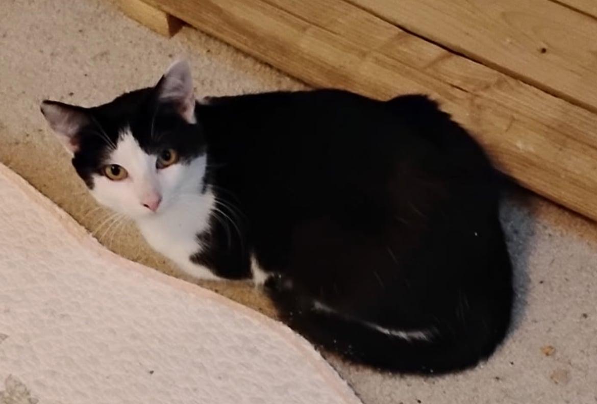 Enlarge Bandit, an adoptable Domestic Short Hair in Bayonne, NJ image 1/6