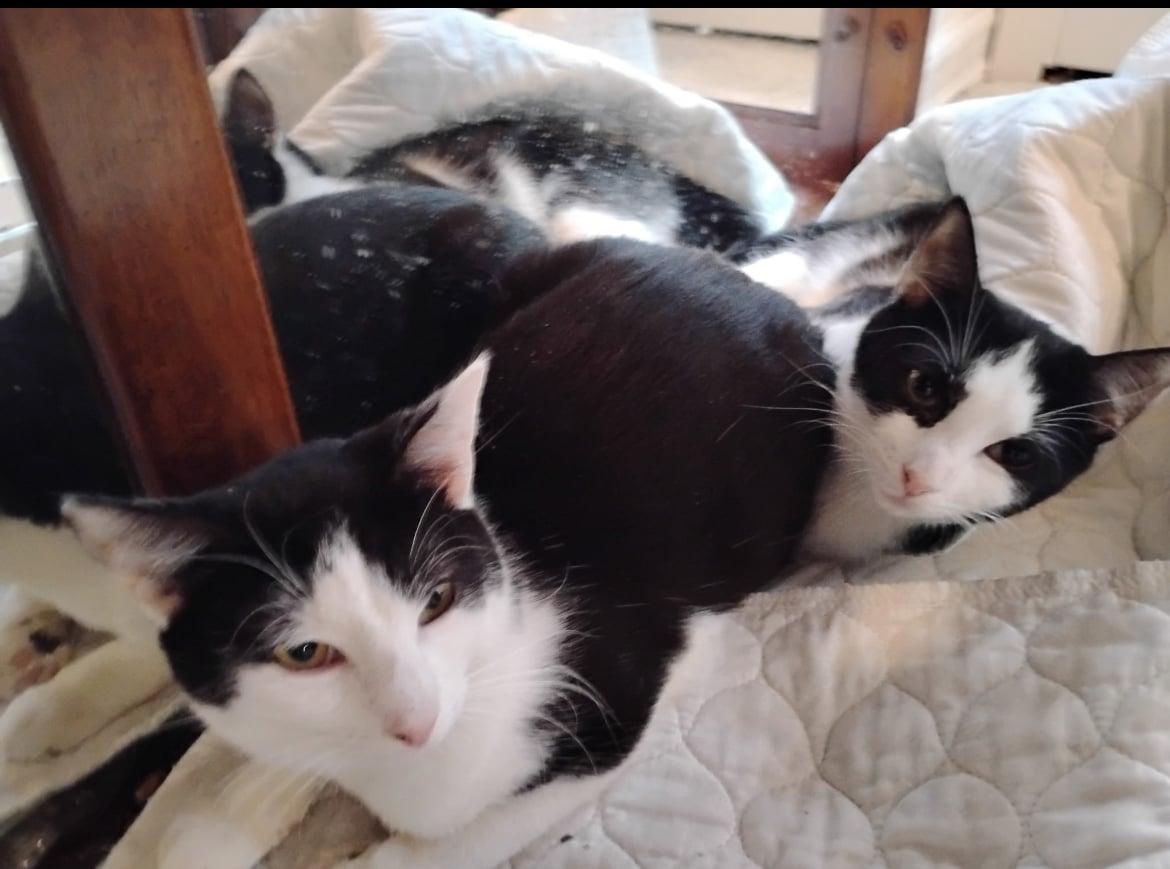 Enlarge Bandit, an adoptable Domestic Short Hair in Bayonne, NJ image 2/6