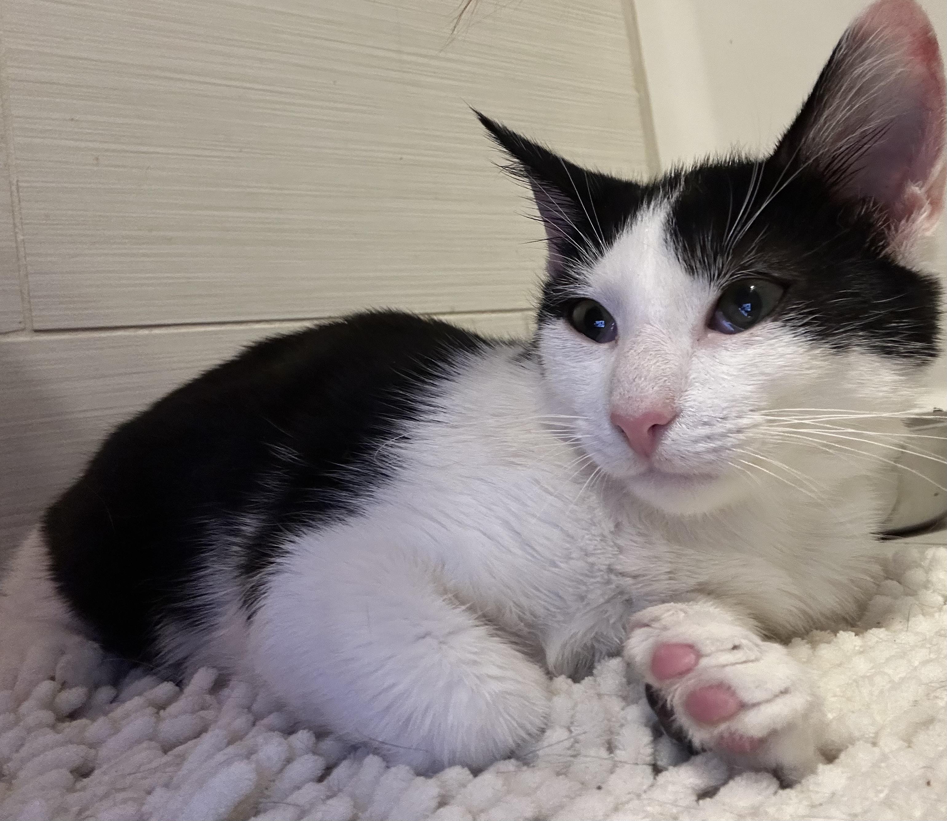 Enlarge Bandit, an adoptable Domestic Short Hair in Bayonne, NJ image 1/6