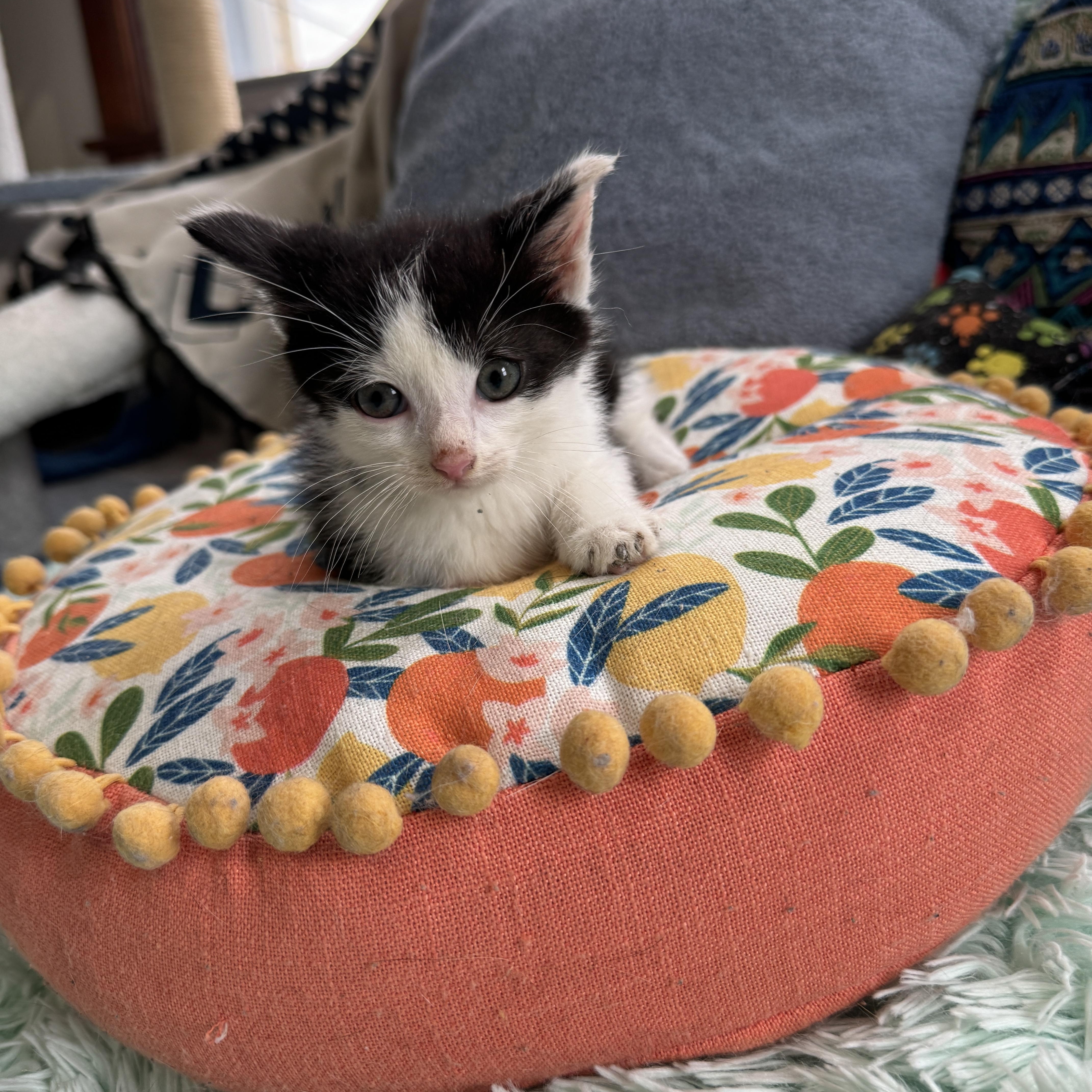 Bandit, Baby Male Domestic Short Hair