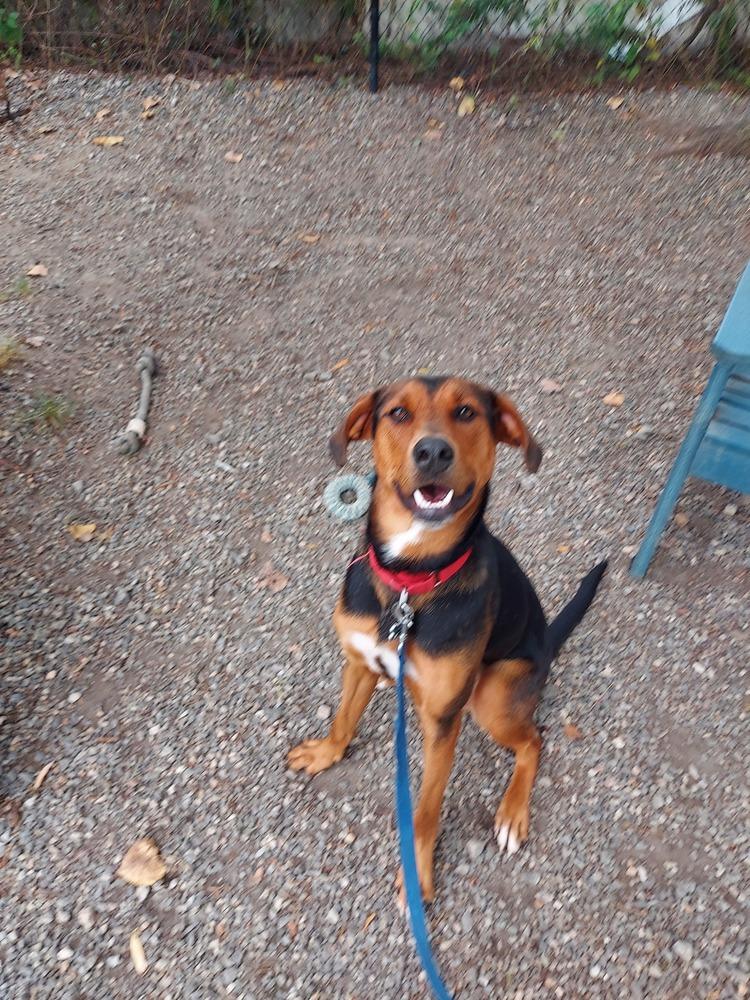 Enlarge Douglas, a Adoptable mixed breed in Elmsford, NY image 1/3