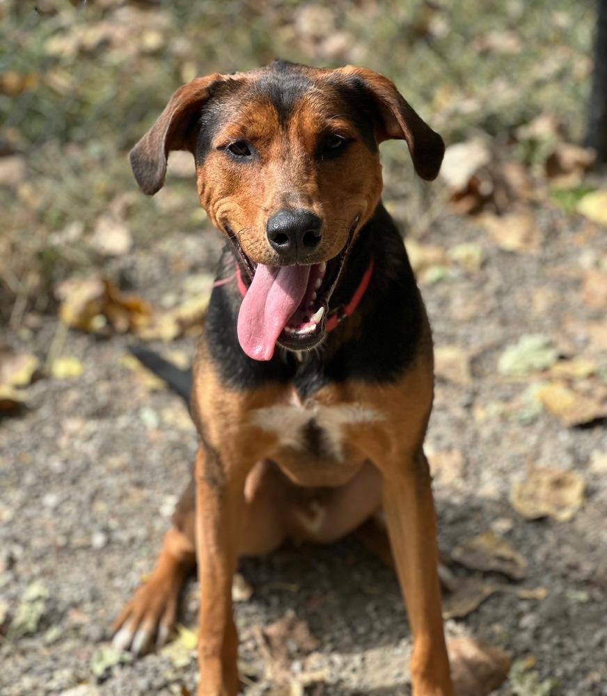 Enlarge Douglas, a Adoptable mixed breed in Elmsford, NY image 2/3