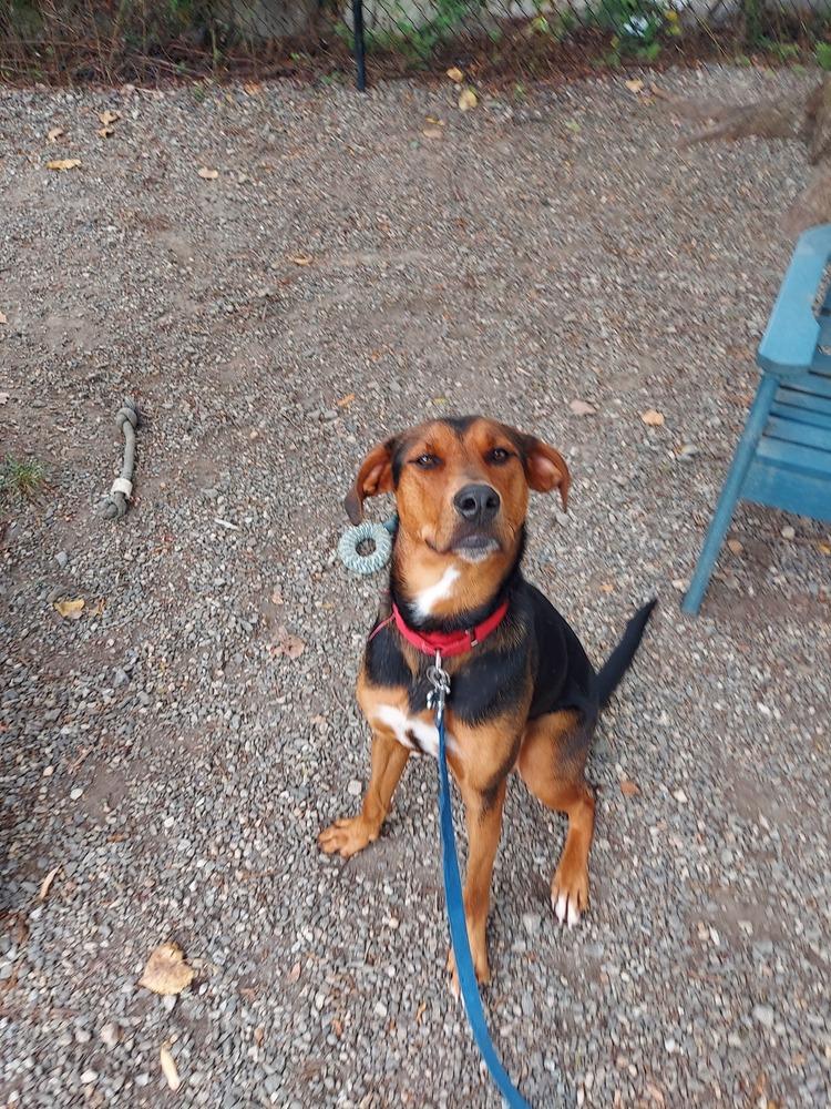 Enlarge Douglas, a Adoptable mixed breed in Elmsford, NY image 3/3