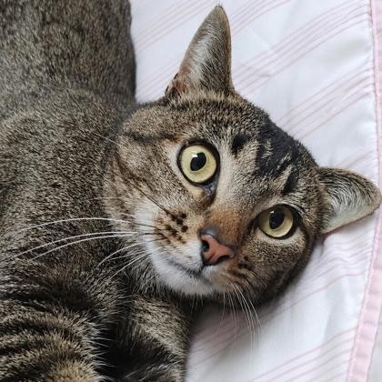 Jude, Adoptable, Young Male Domestic Short Hair & Domestic Short Hair.