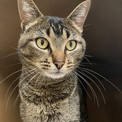 Jude, a Adoptable mixed breed in Burlington, WA image 2/3