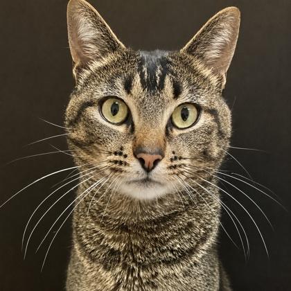 Jude, a Adoptable mixed breed in Burlington, WA image 3/3
