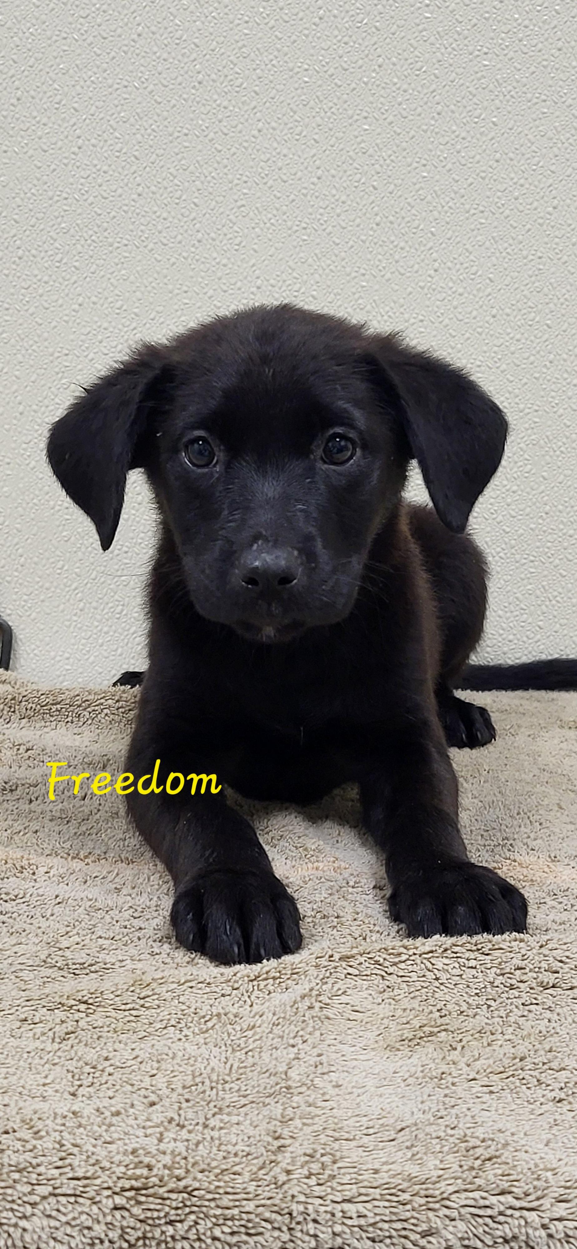 Freedom, ADOPTABLE, Puppy Female Black Labrador Retriever.