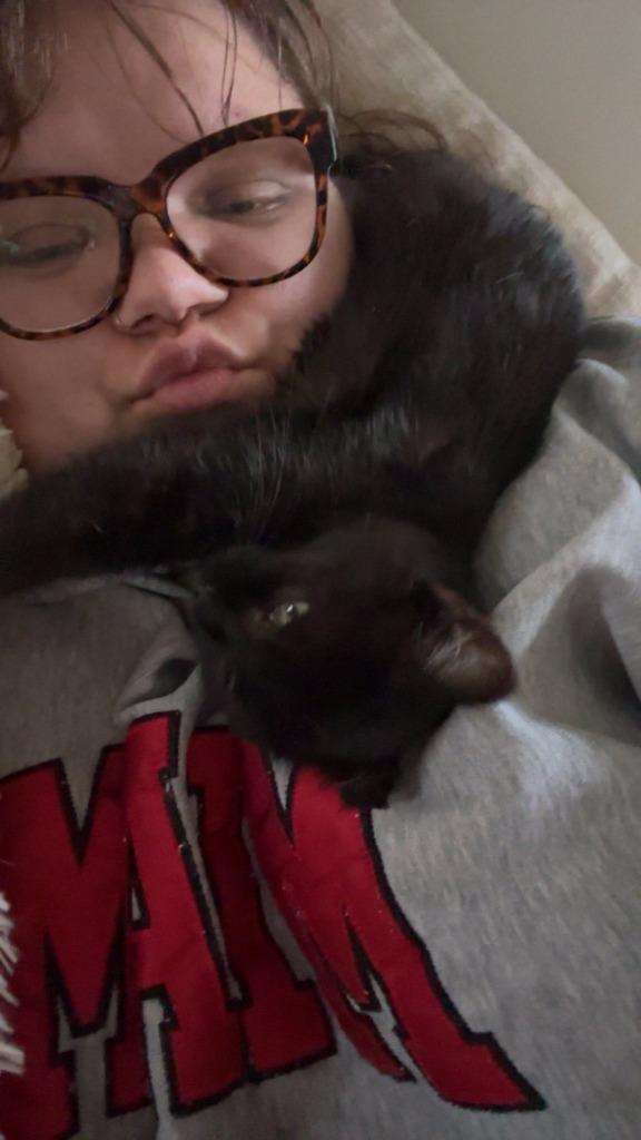 Andarna, Adoptable, Kitten Female Domestic Short Hair.